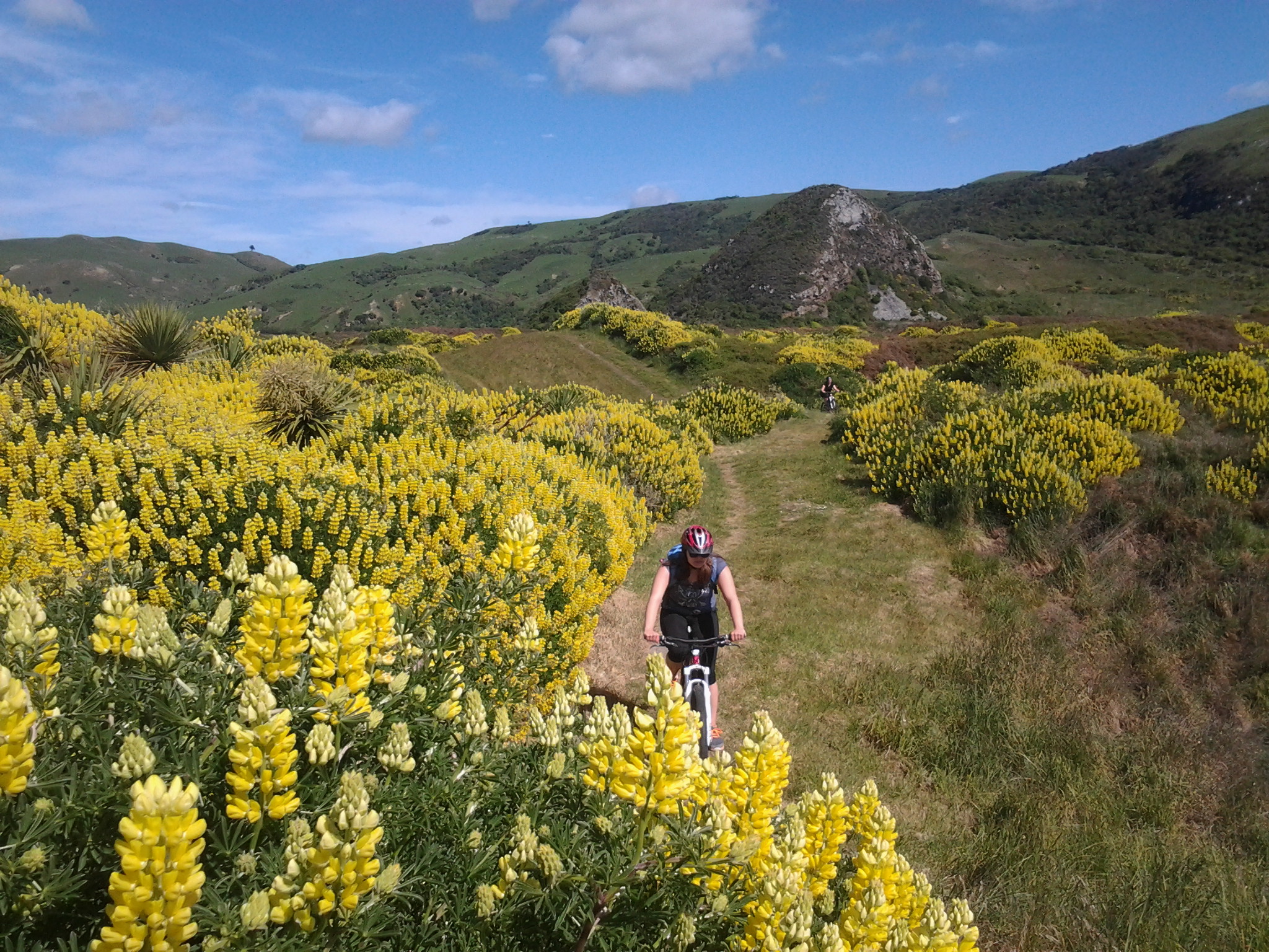 Lupins 