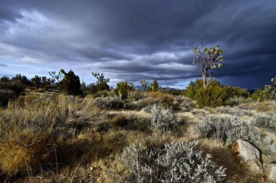 2.Mojave Desert) (3).jpg