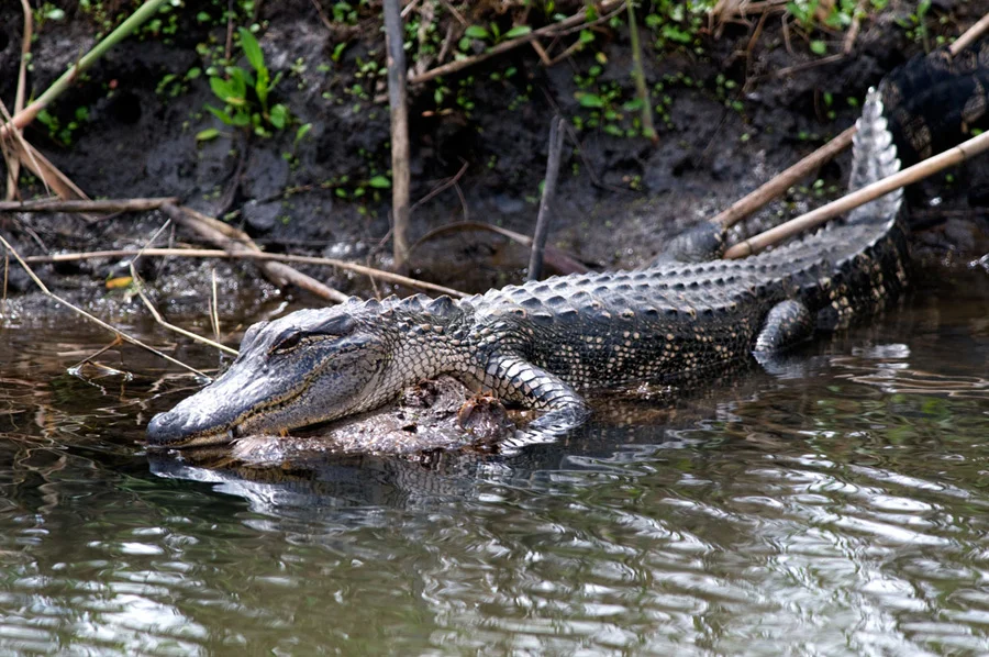 31.Anahuac Nature Reserve 2.jpg