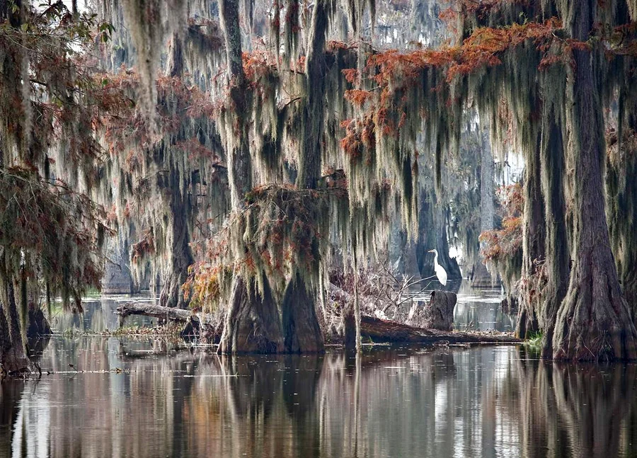 42.Swamps Louisiana (4).jpg