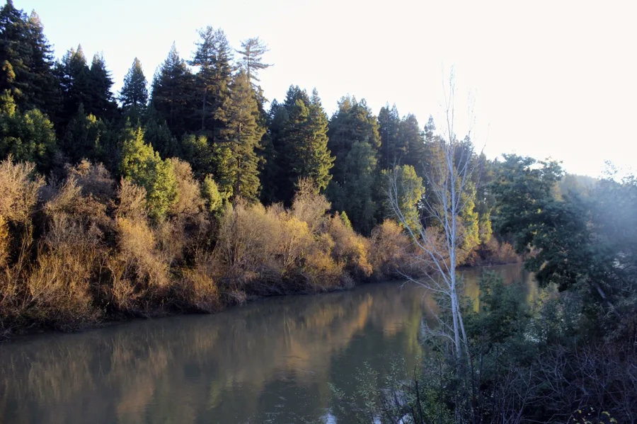 The Russian River • At place mighty or docile, the Russian River flows along the wine country to the Pacific Ocean