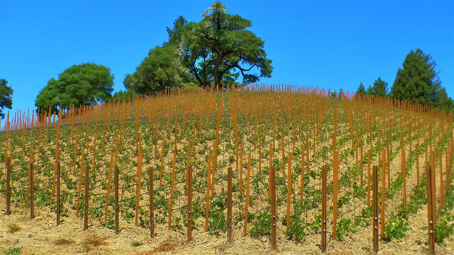 4.SONOMA WINERIES (8).jpg