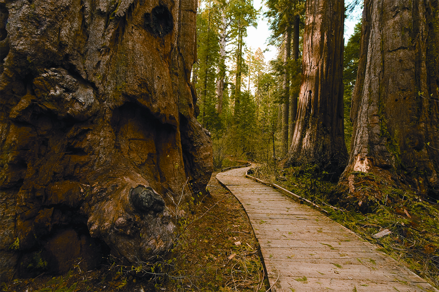   Gold Country &nbsp;• The accessible boardwalk trail among the giant sequoias in Calaveras Forest 