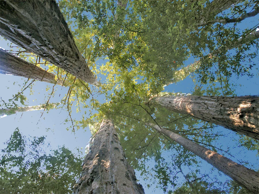 7.Big Basin Redwoods state park 9.jpg