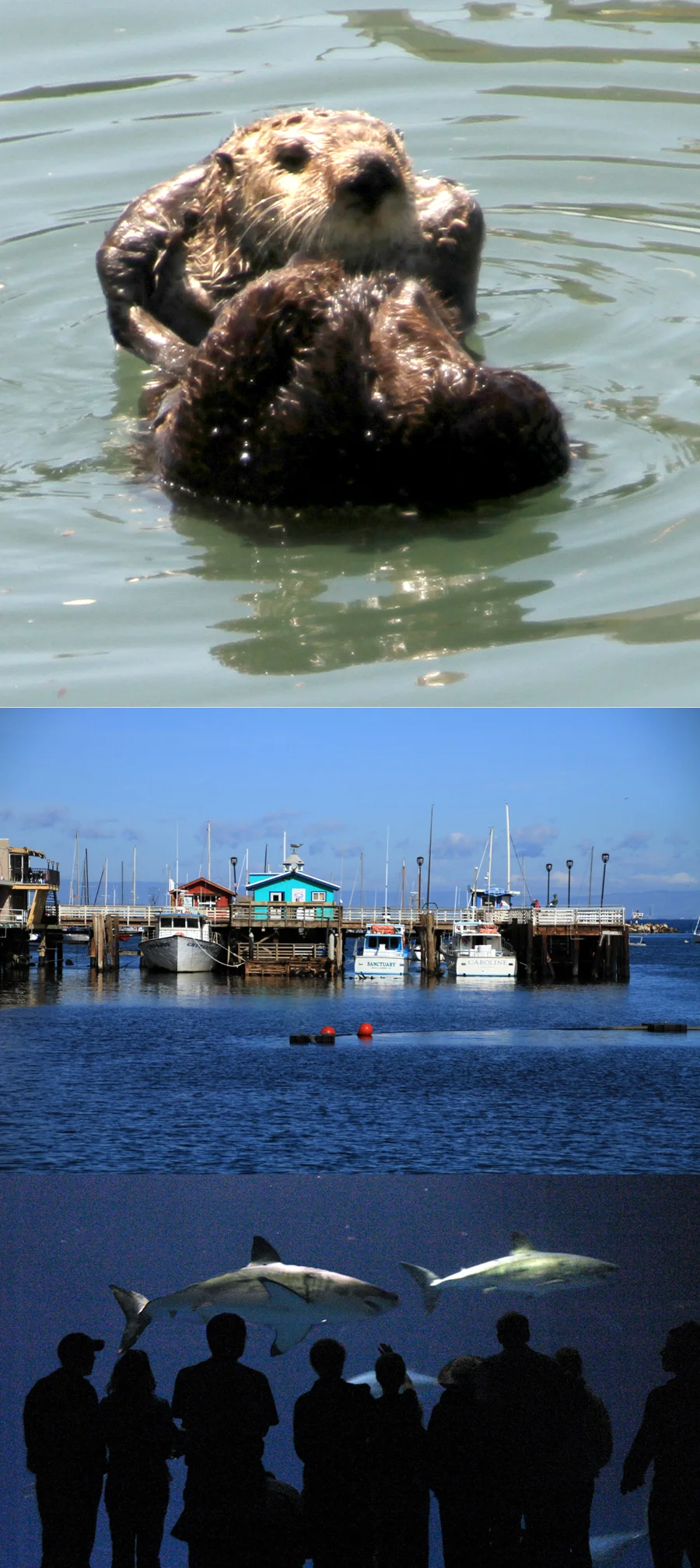 16.Monterey Bay, aquarium (6).jpg
