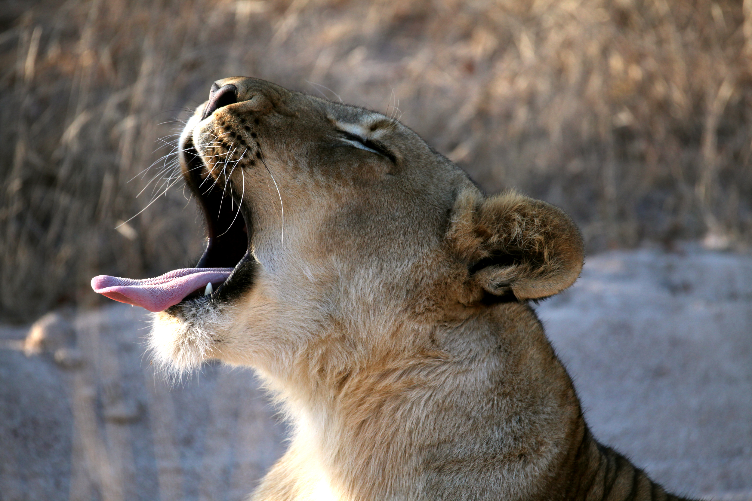 Yawning Lioness