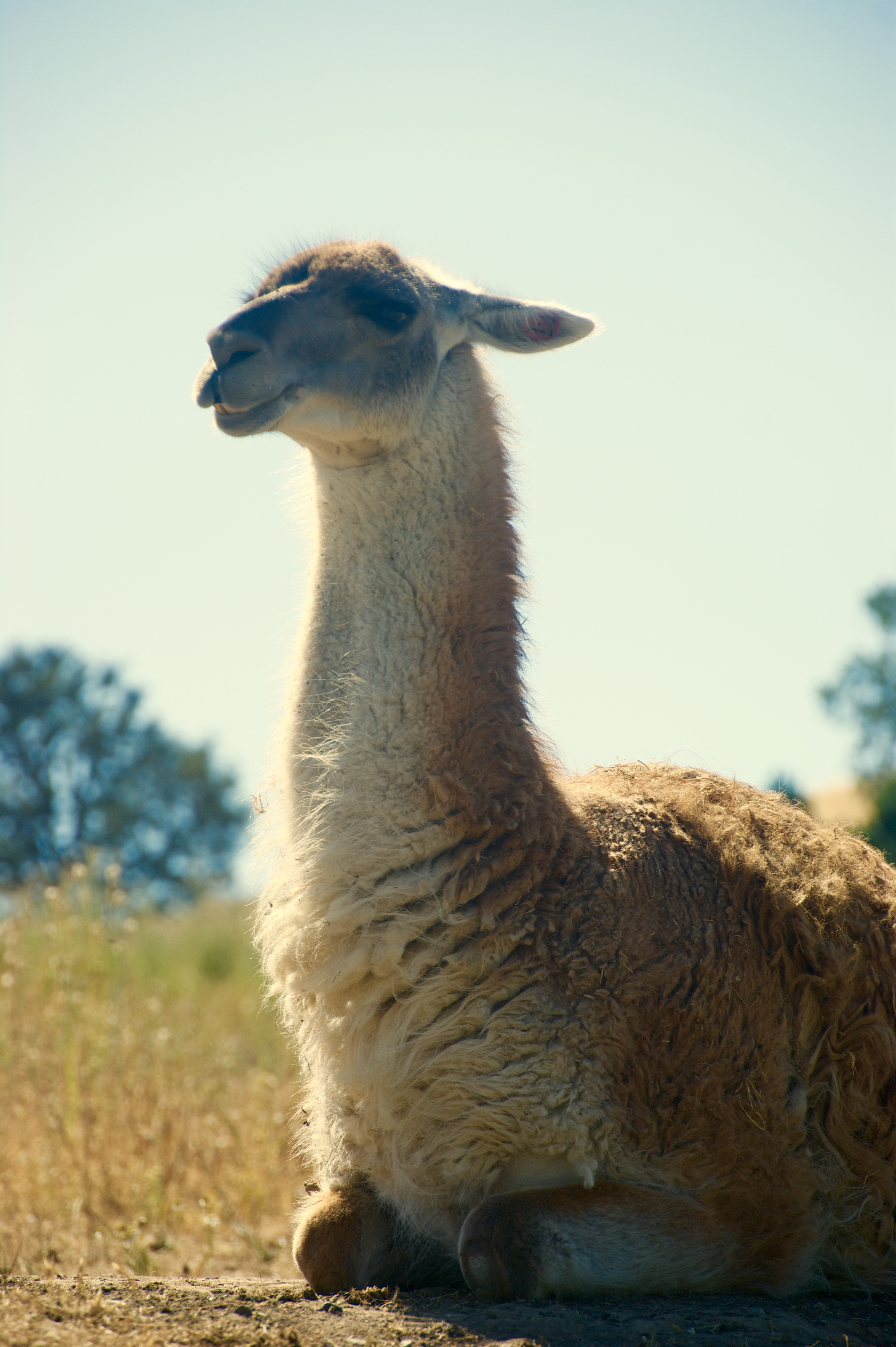 Alpaca