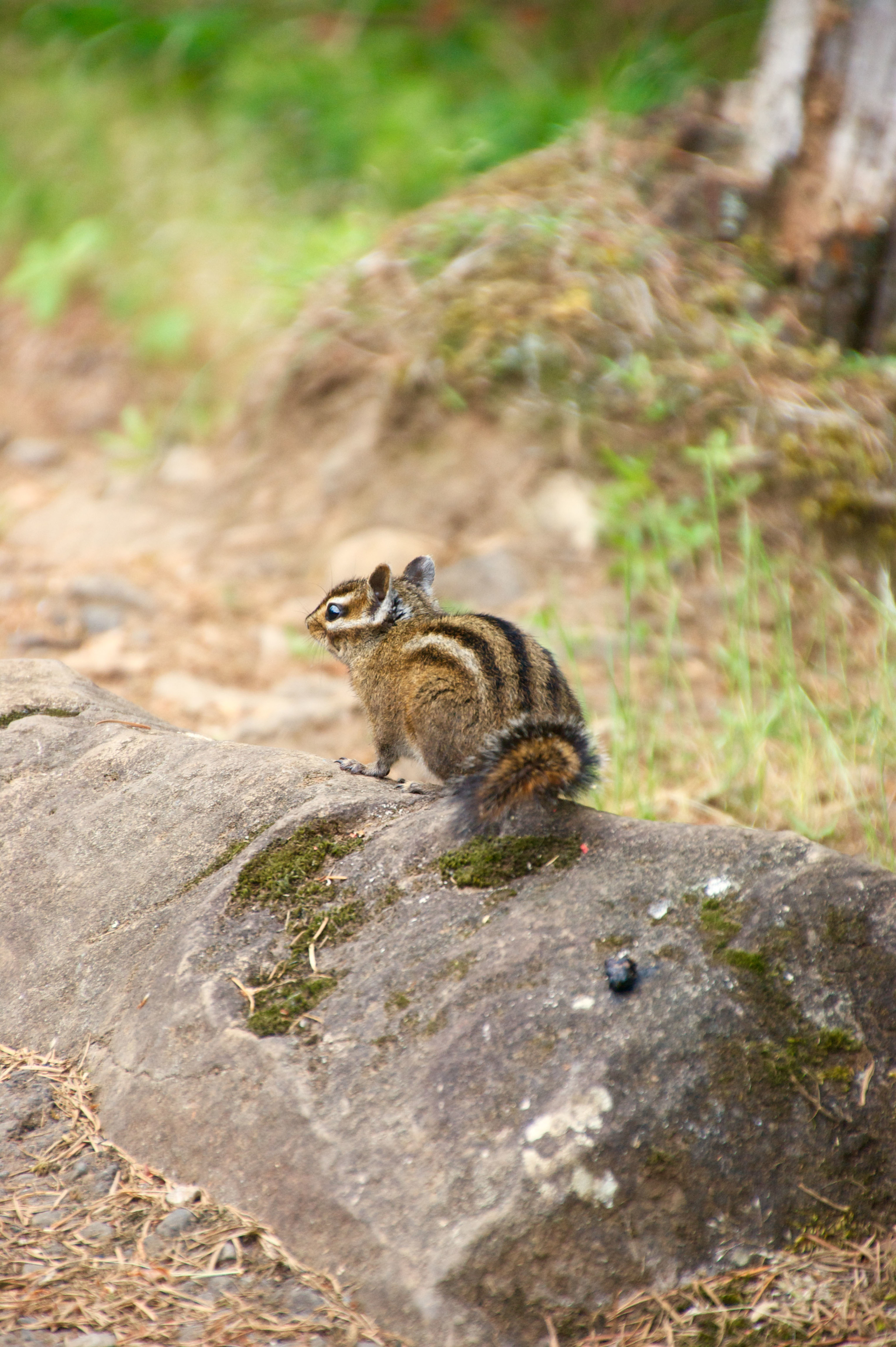 Chip or Dale?