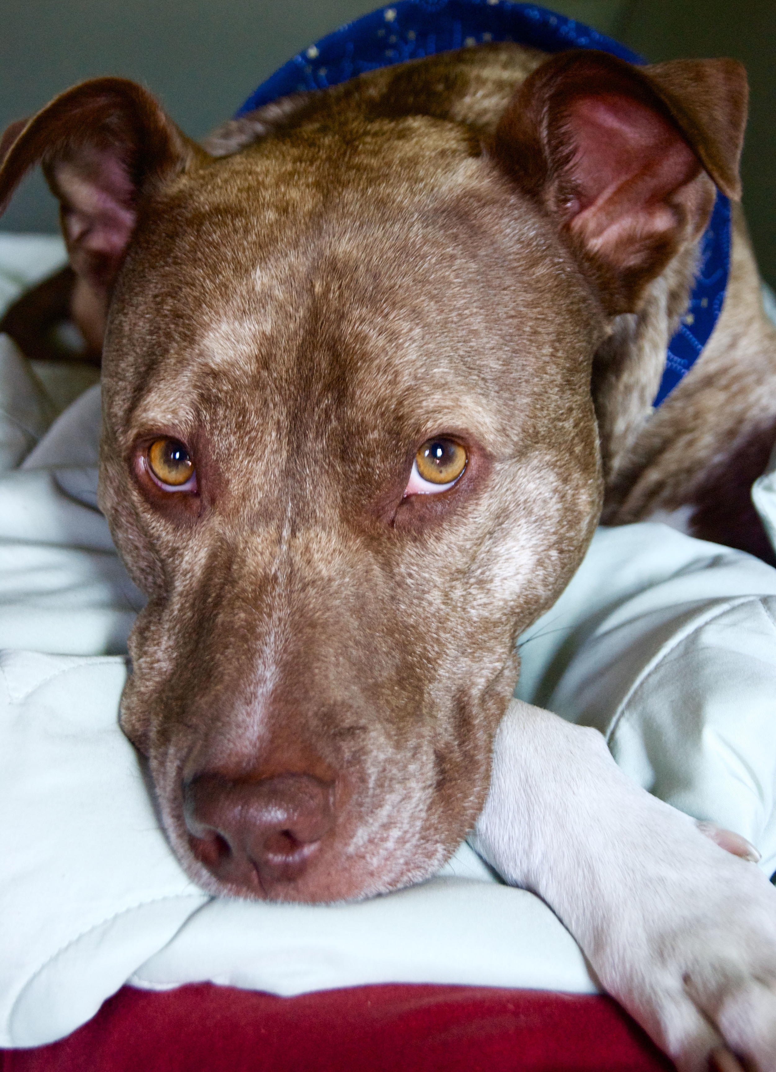 Chester the pitbull