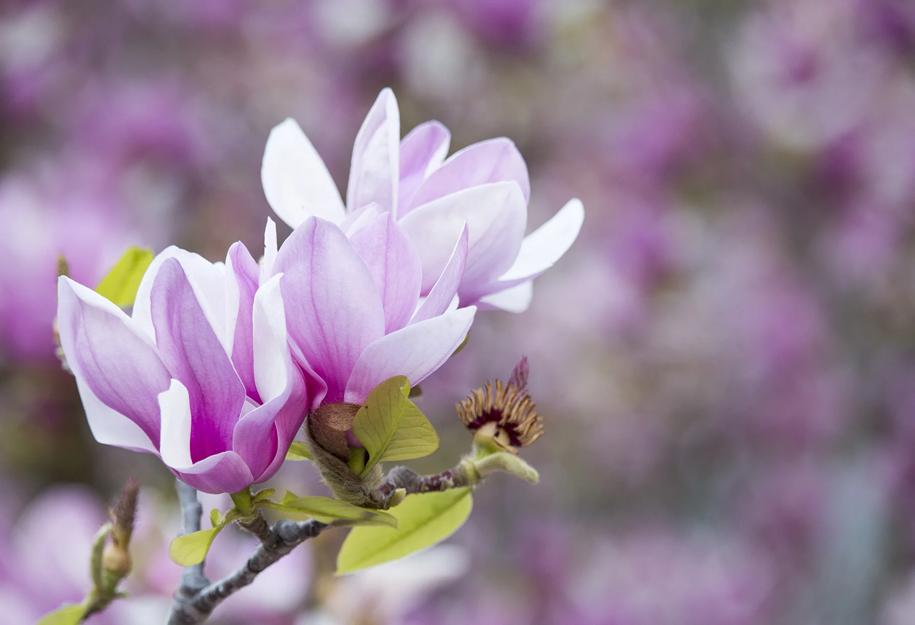 magnolia 1.jpg