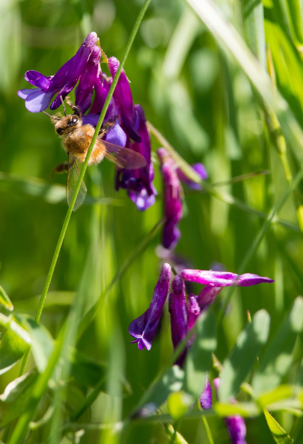 BEE with vetch