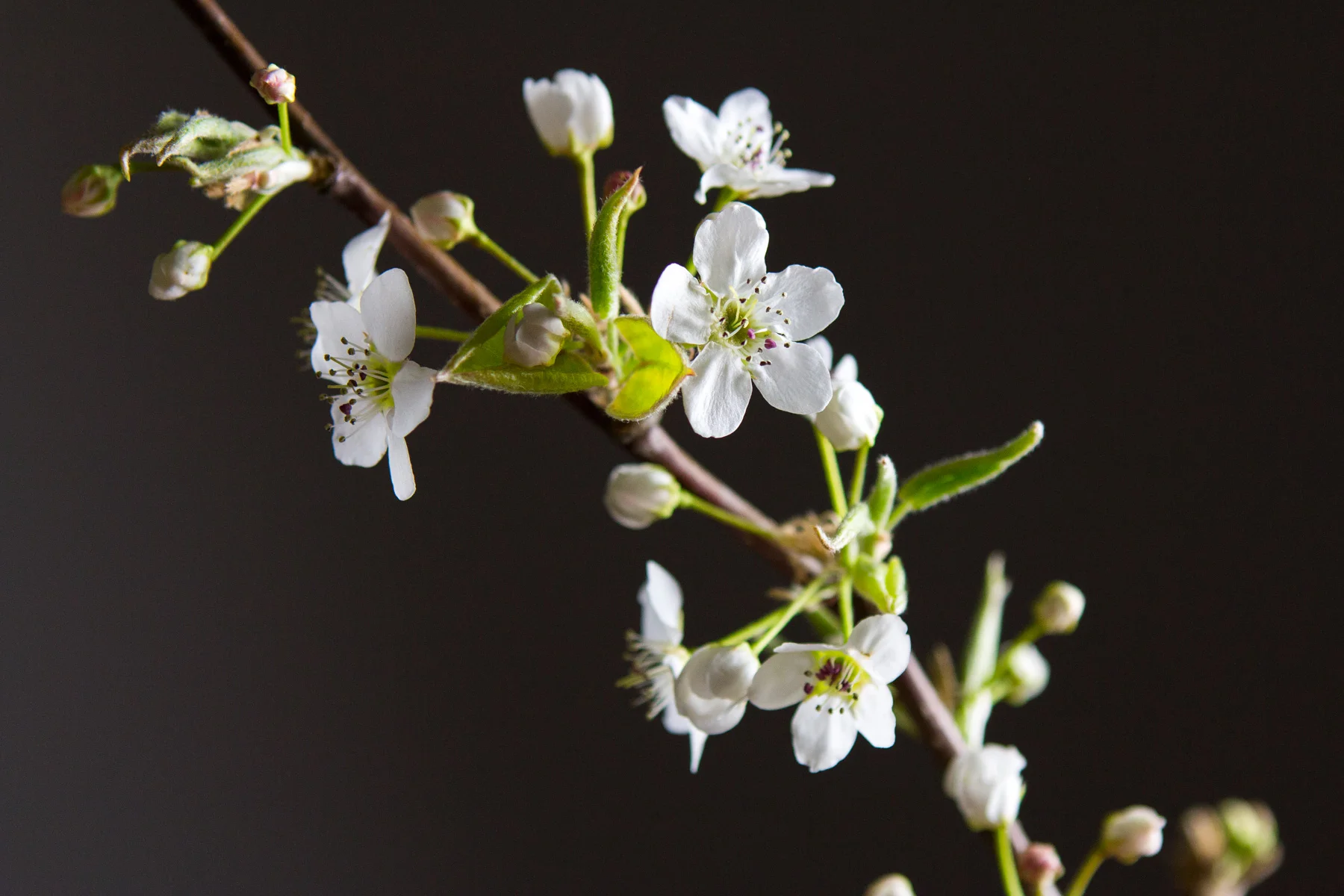 pear-blossoms-2018-9.jpg