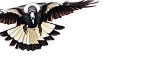 MAGPIES TRIUMPH AGAINST OLD RIVALS