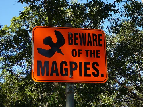 DICKFOS KICKS 7 AS PIES WIN COMFORTABLY