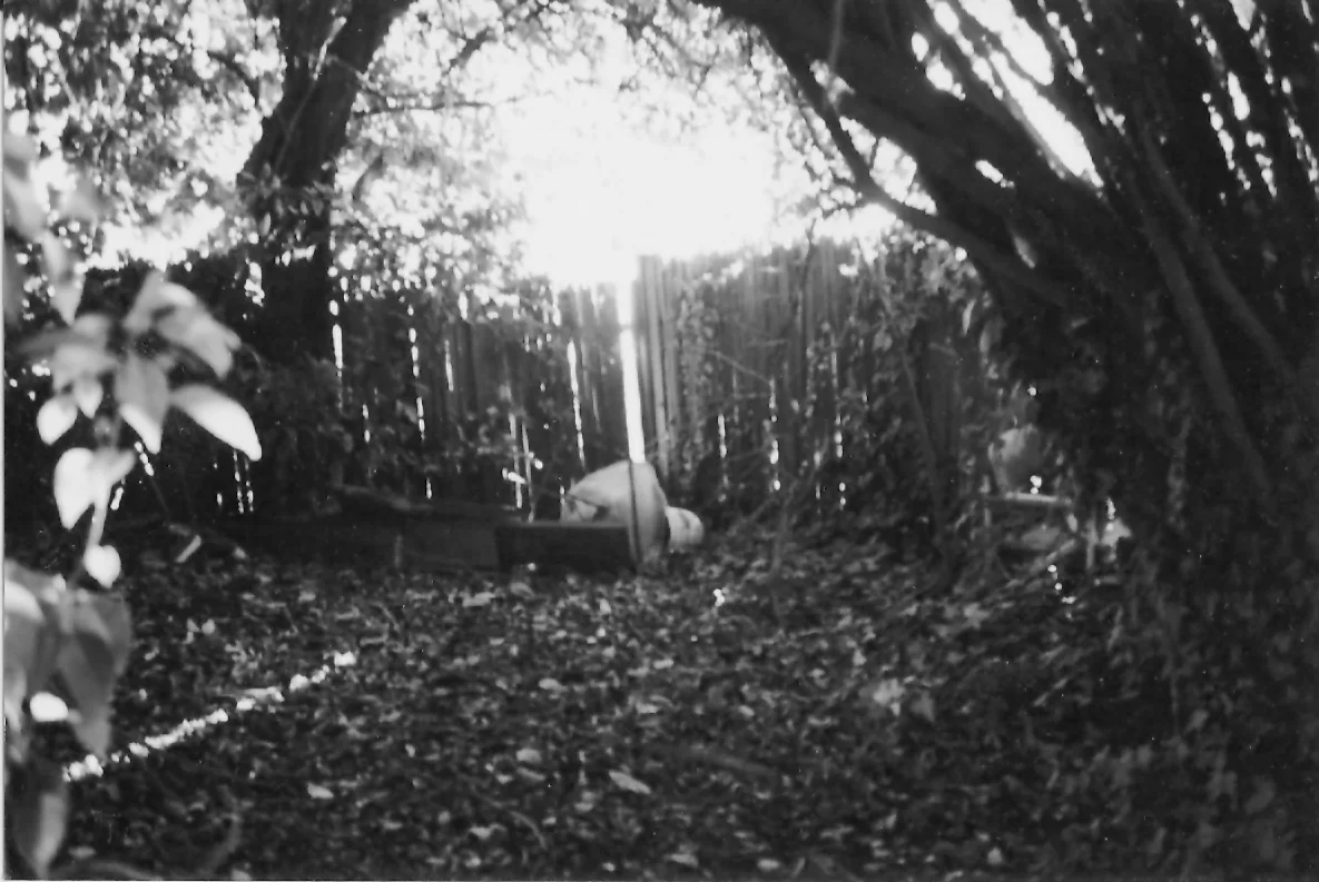 backyard fence.jpg