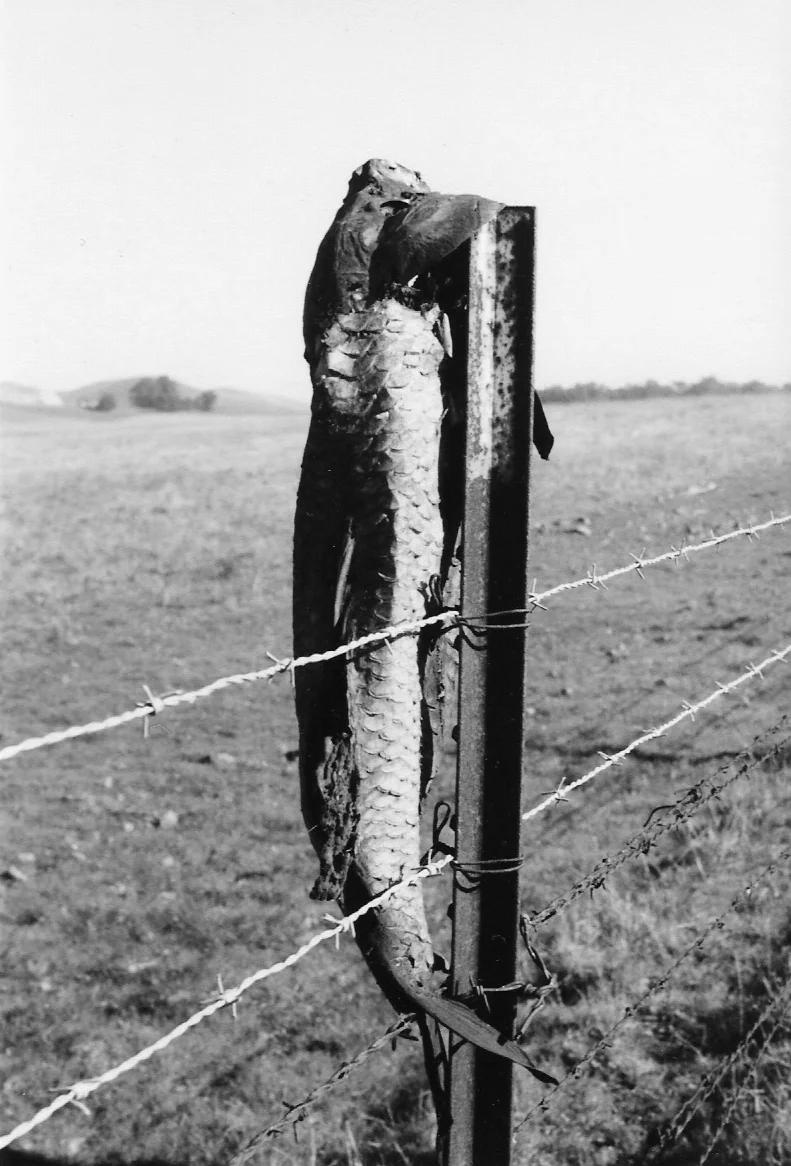 fish post.jpg
