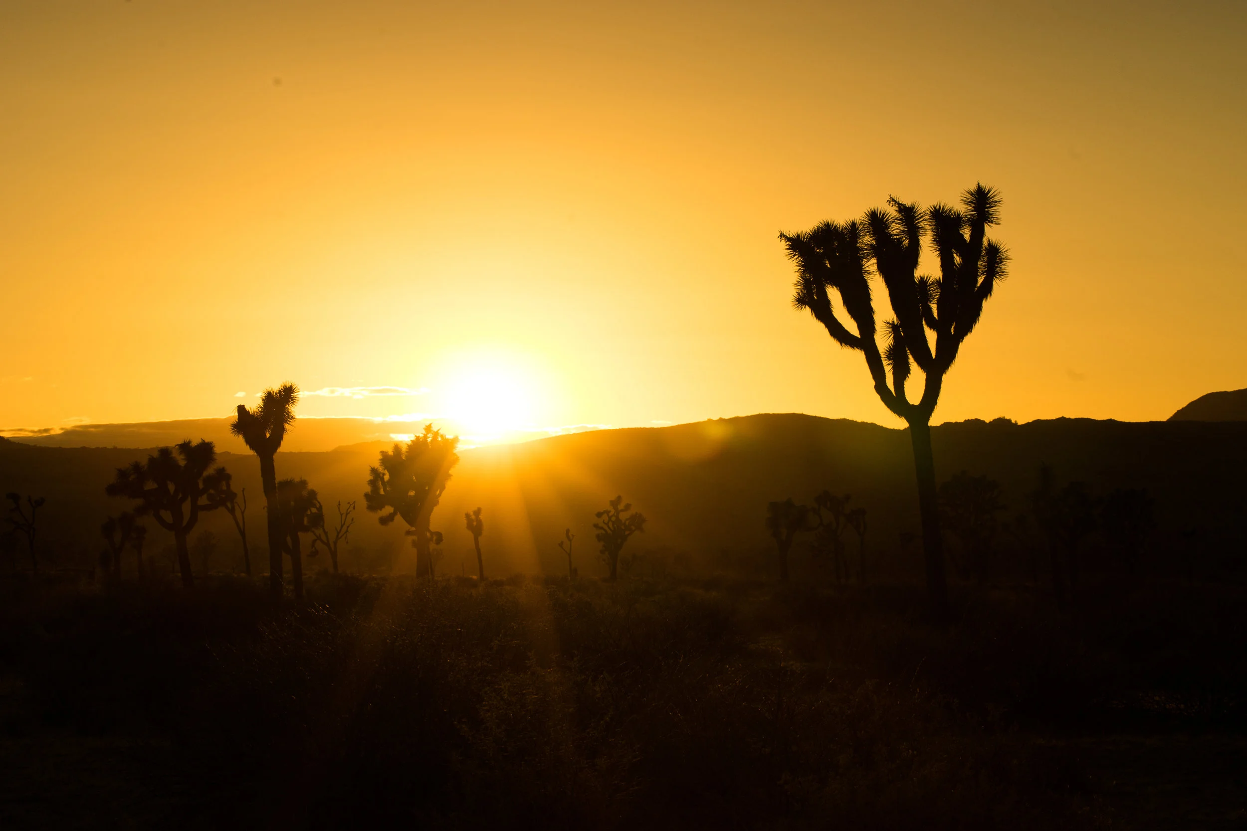 Sunset in the western part of Joshua Tree National Park. The Park has seen attendance more than double in recent years, without an increase in the Park's budget. 