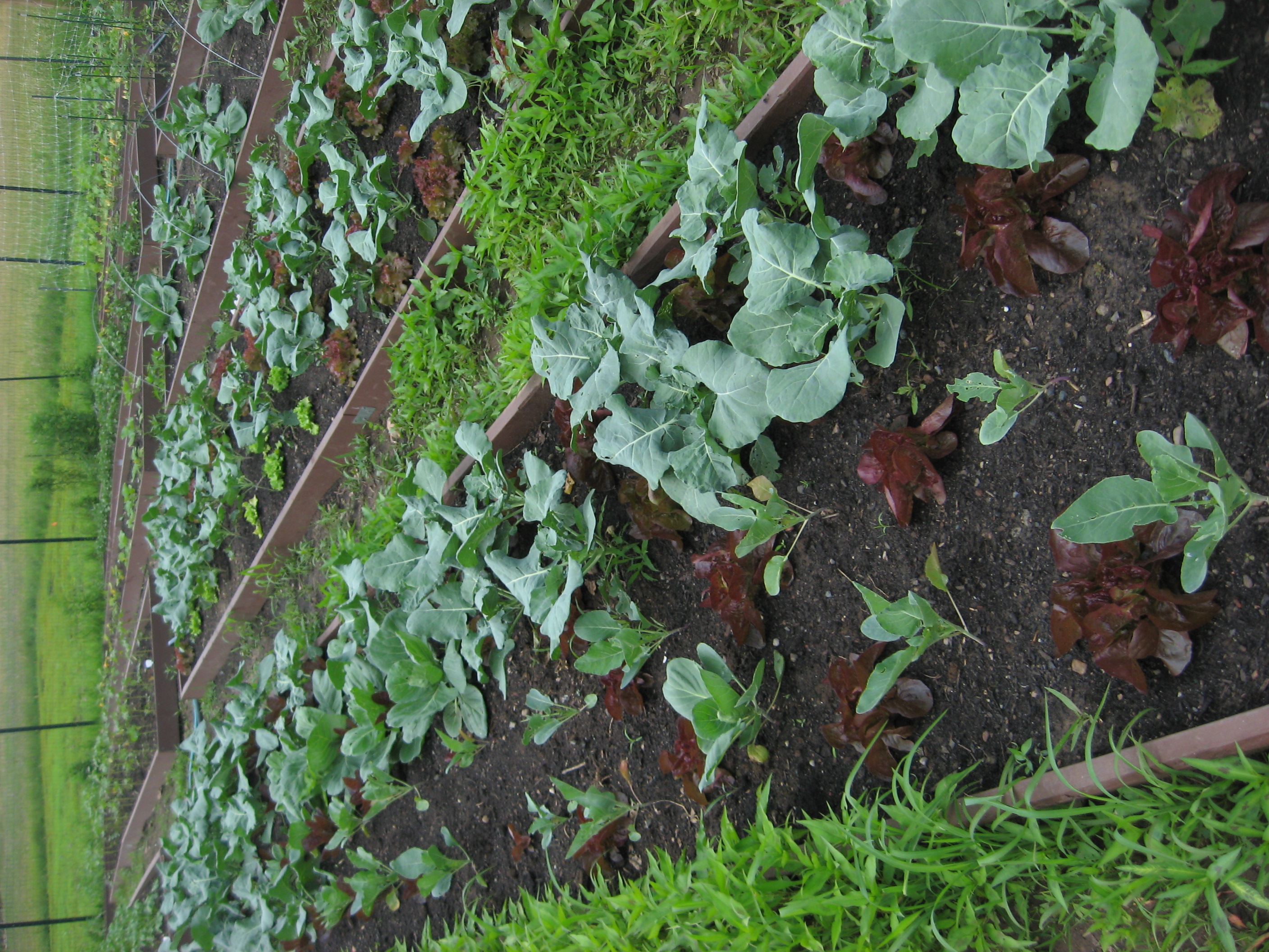 Broccoli, lettuce, cauliflower and cabbage