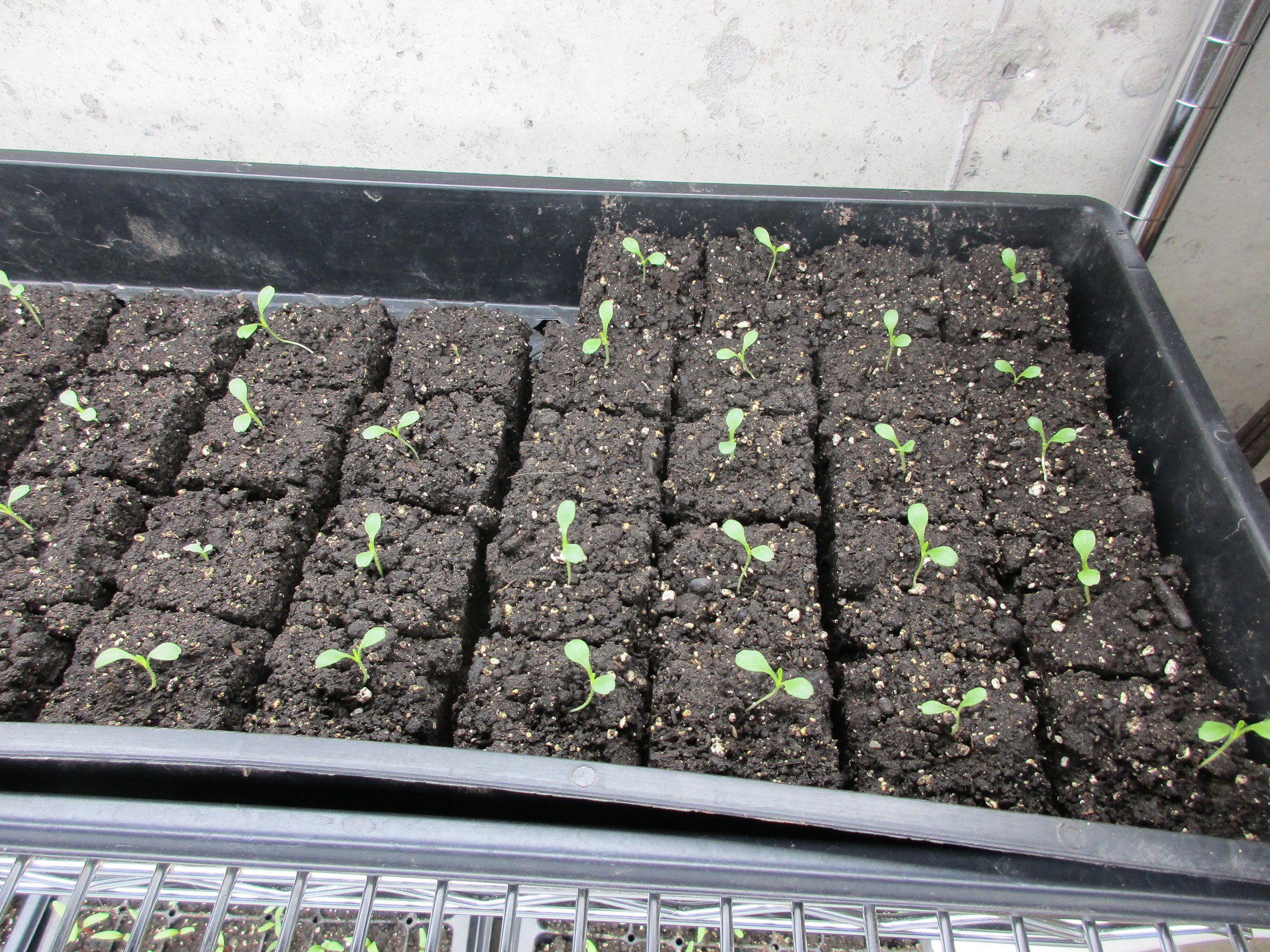 This is what lettuce looks like at one week.