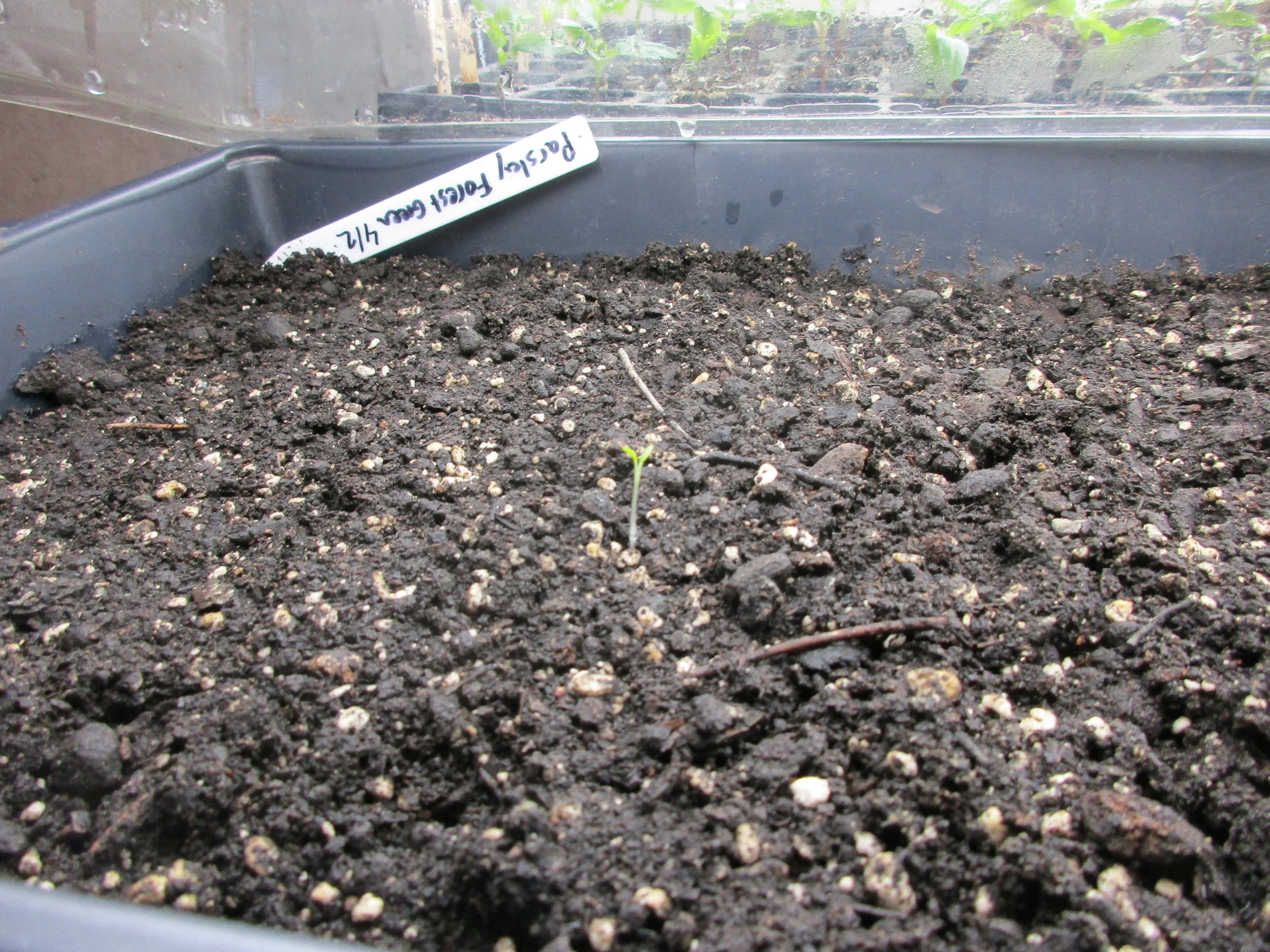 One lone parsley seedling? If yes, it is 3 weeks earlier than expected!