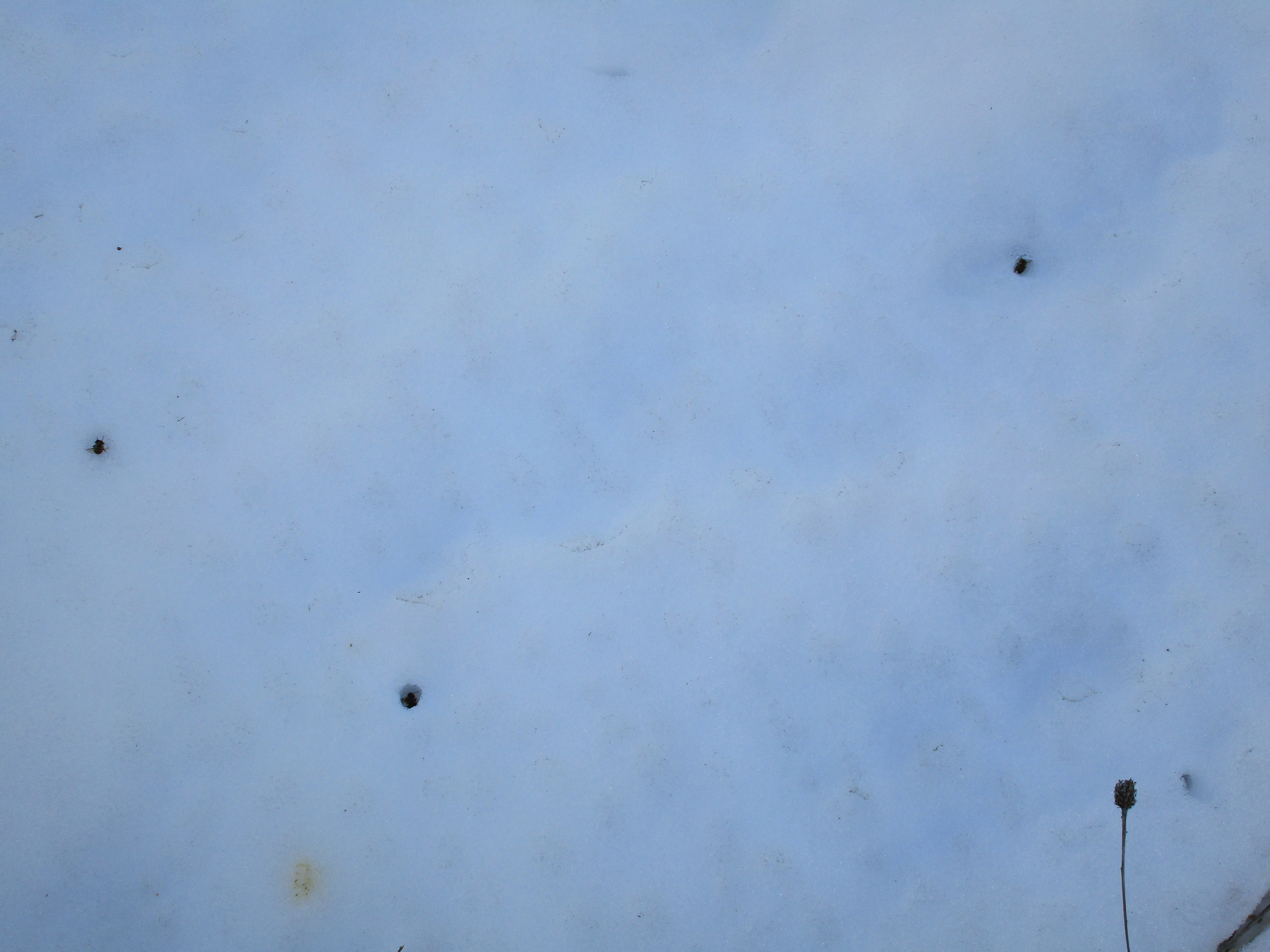 Each one of these holes in the snow has a bee at the bottom.