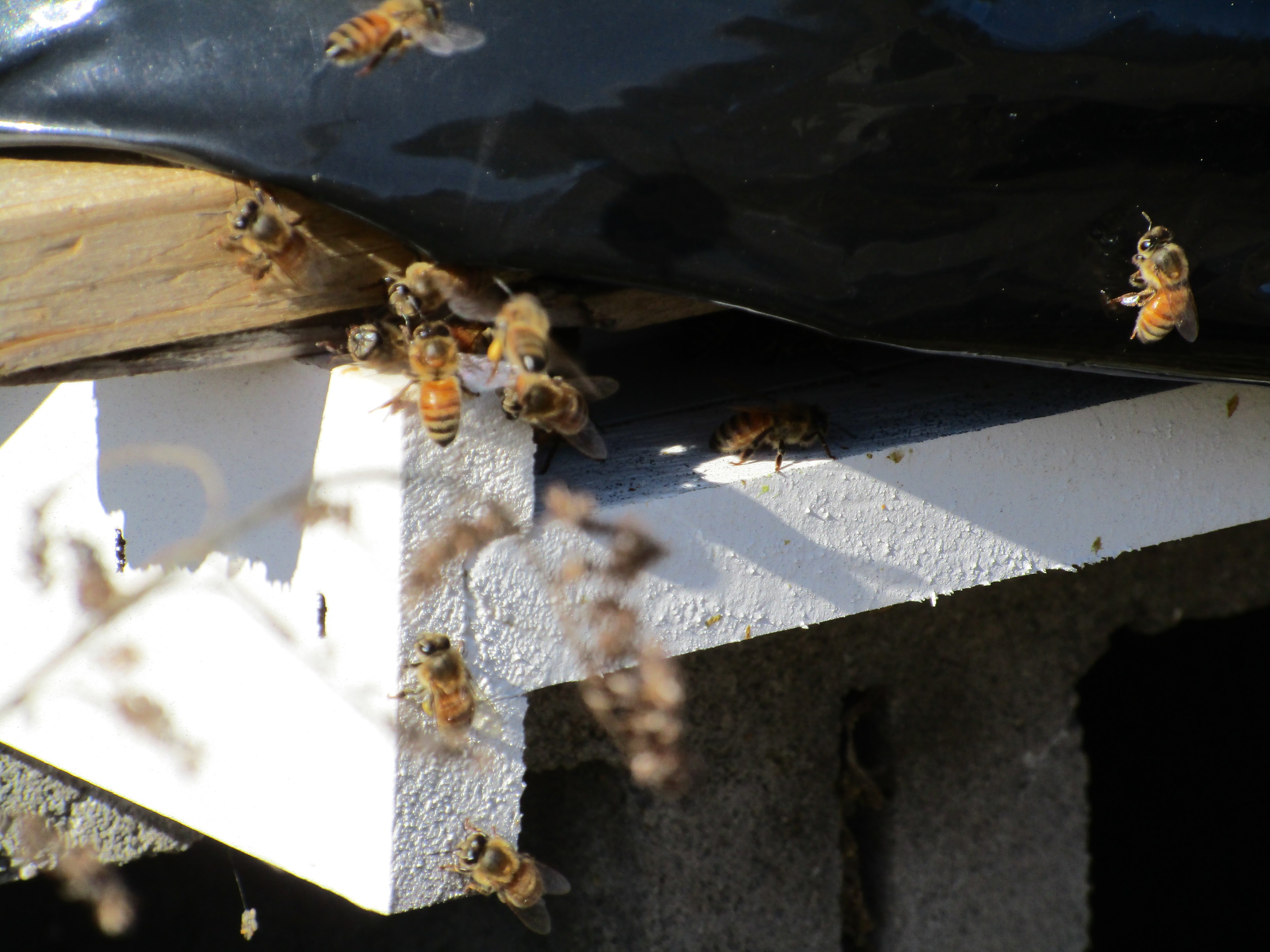 Feb 25th The day after the storm. Bees coming in to land on the landing platform of their hive. Note the one near the center of this image has a yellow pollen sack attached to its leg. It probably got the pollen from skunk cabbage flowers that are the first things to come up in spring, or rather, end of winter.