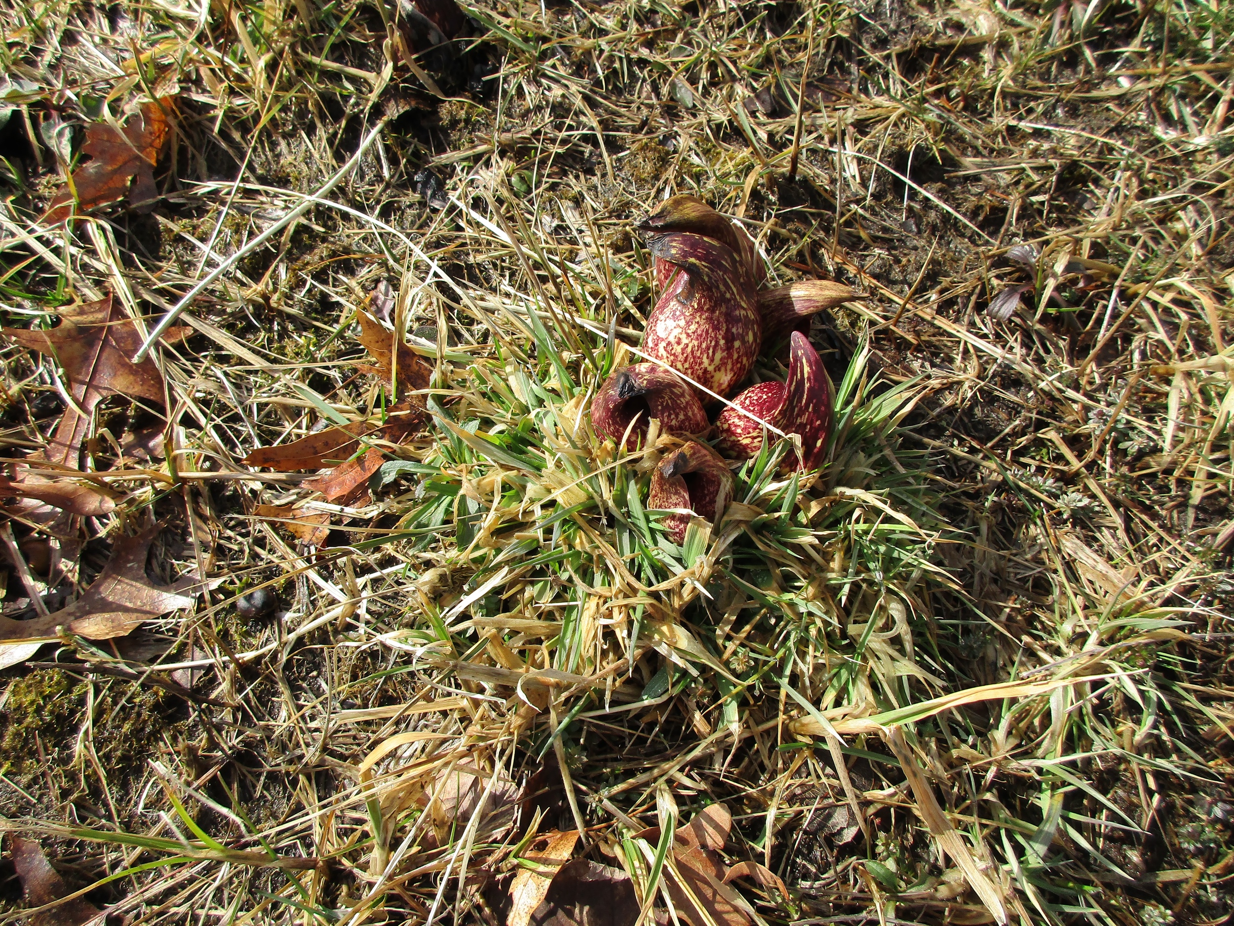 Feb 25th. Skunk cabbage flowers coming up. The bees go in through a little slit in the center, and gather the pollen on the spadix (a "head of flowers", the actual flower part of the plant which you can't see inside - the part you can see is a modified leaf). This flower is about 40 ft away from the hives.