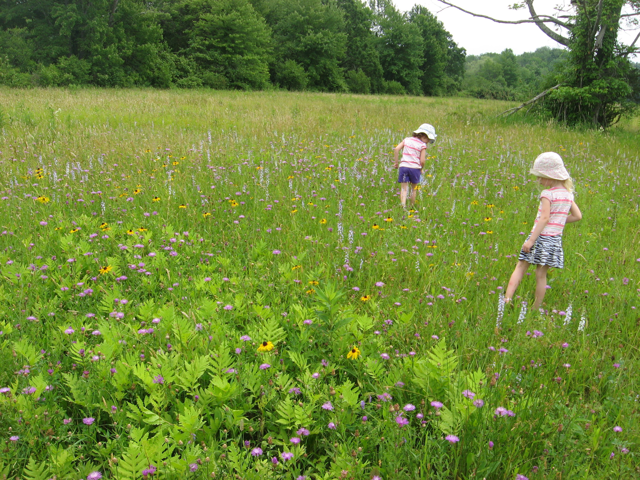 June 2013. The twins, making their way across one of our wildflower meadows.