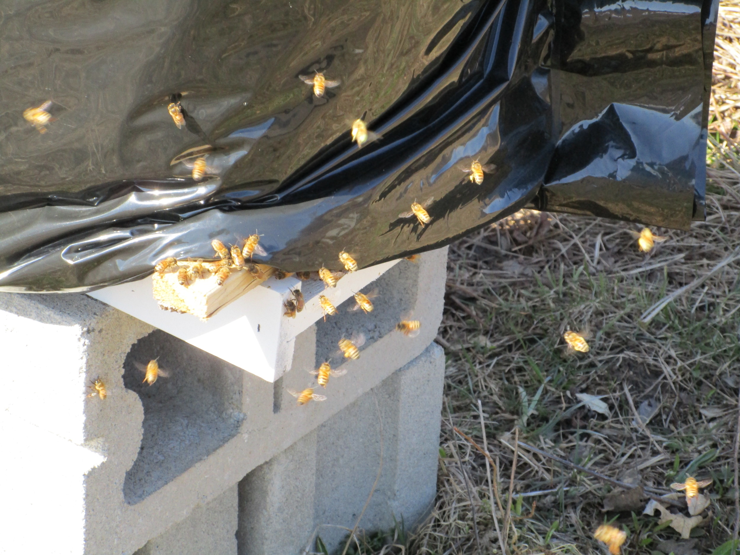 Feb 28th. Bees out foraging.