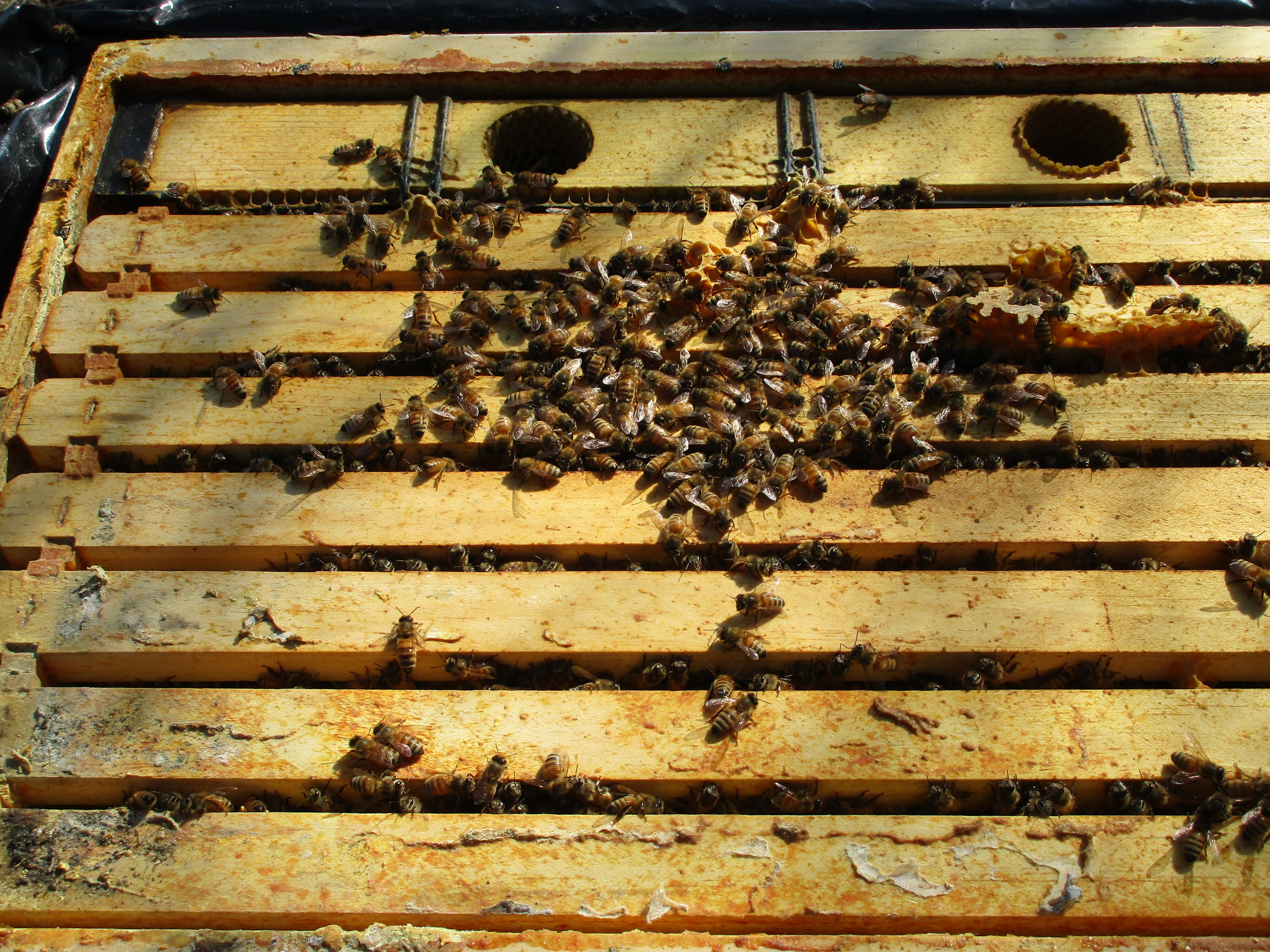 Feb 28th. Opening up the hives for the first time since the fall. Looks good!