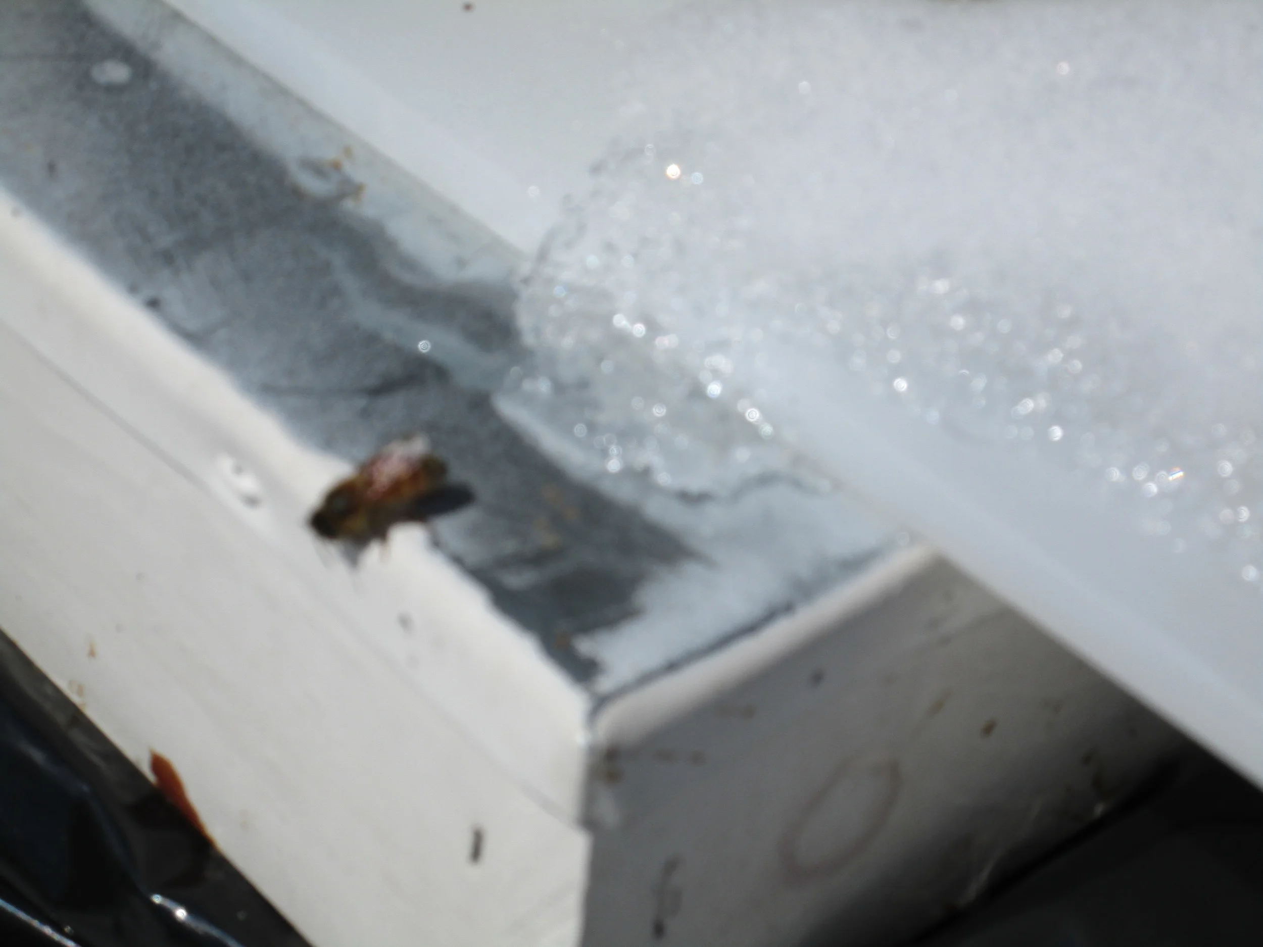 April 3rd. Bee on lid of hive with ice and snow. Not that great a picture, but you get the idea.