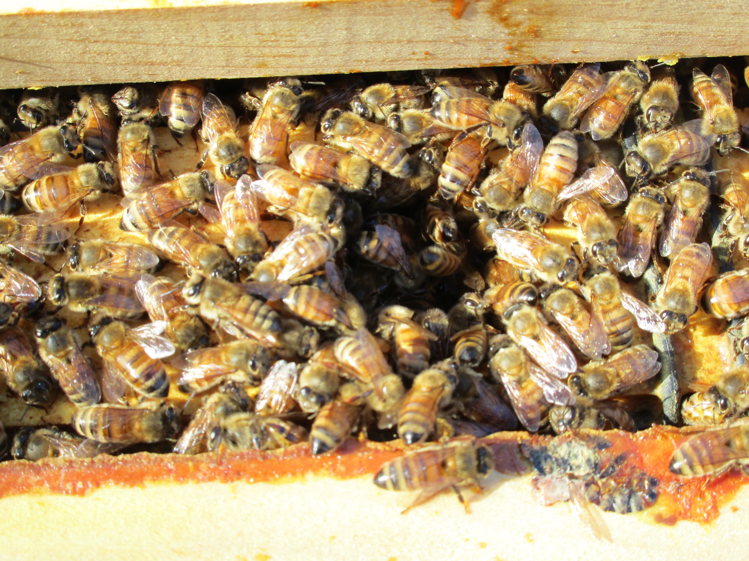 April 10th. Happy bees at the feeder.