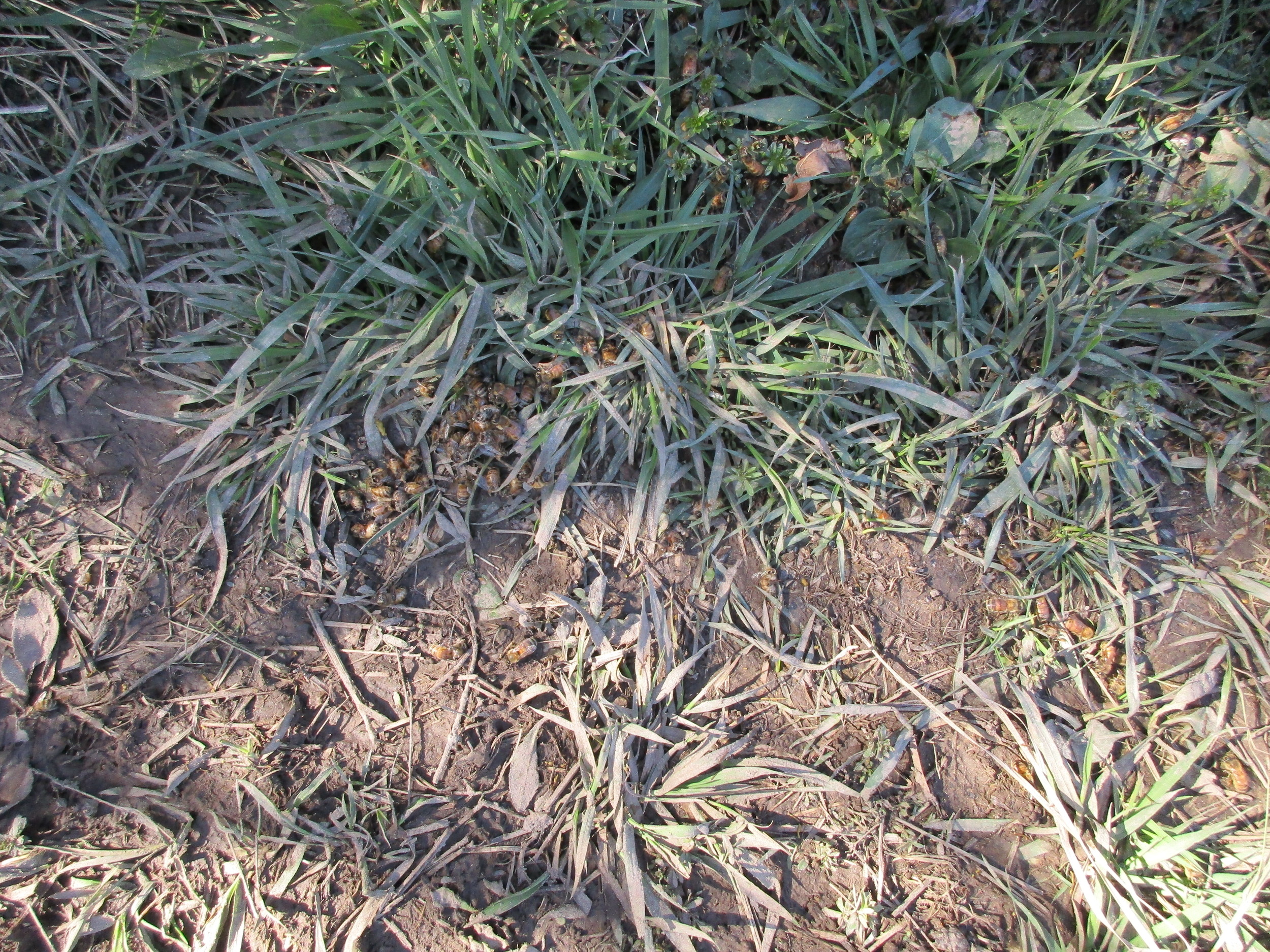 Sunday April 10th. As I predicted (see last post), I would find a bunch of dead bees under the hive by the next day (the ones clinging to the grass on Friday, too cold to fly back into the hive).