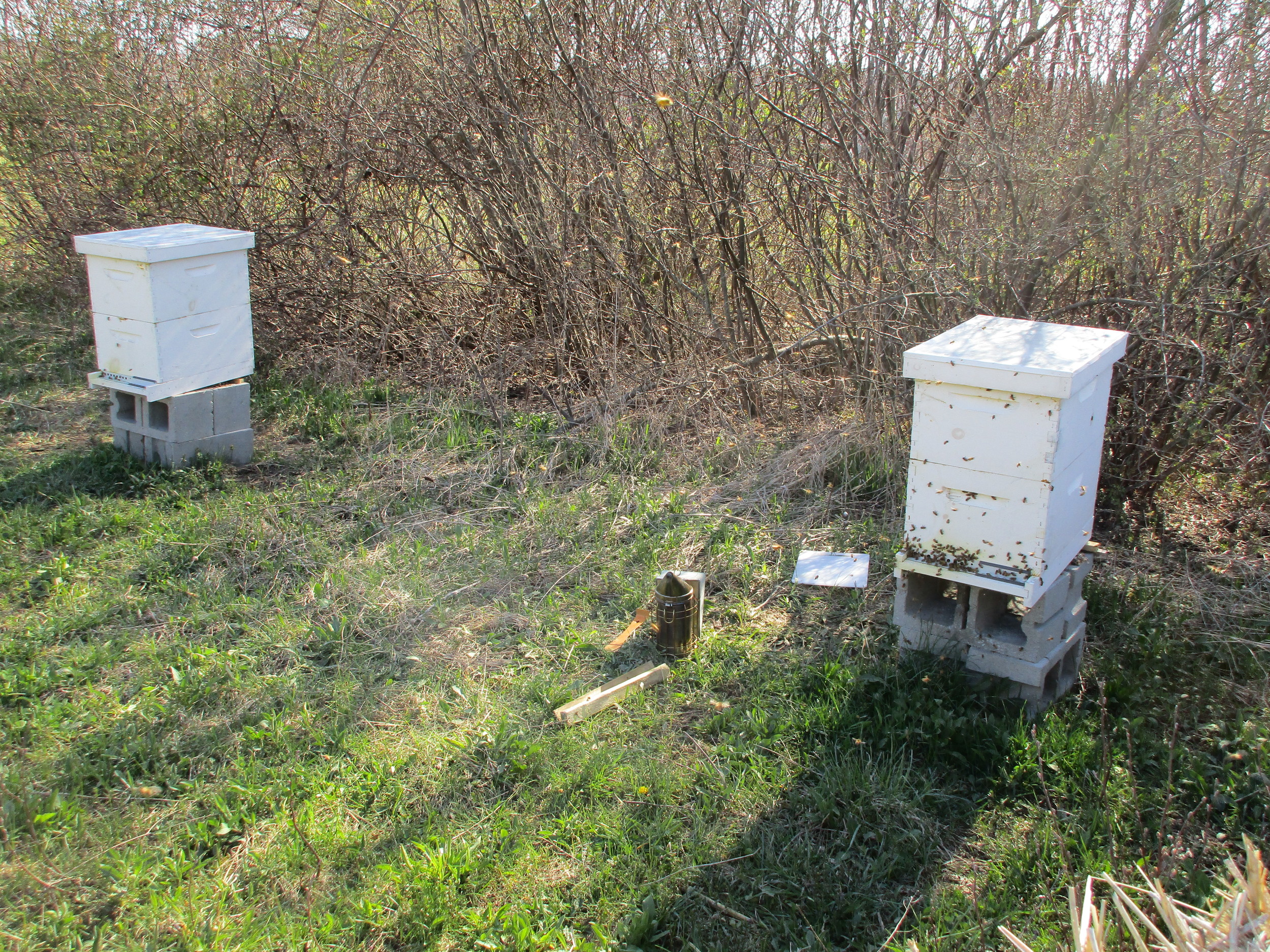 Wed April 13th. Bee cozies now removed! Spring is here!