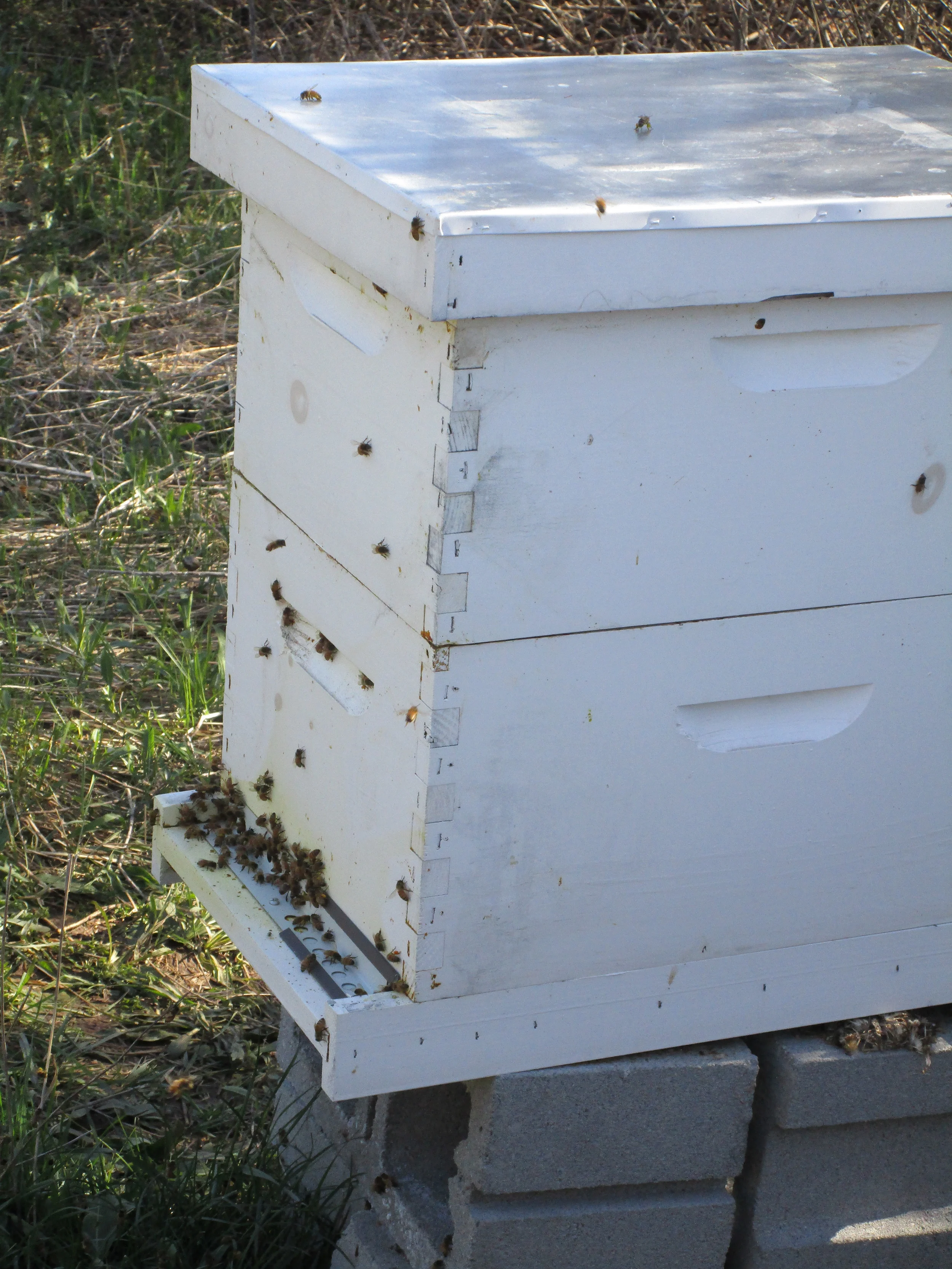 Wed April 13th. You can see the mouse guard (an angled metal plate with holes in it where all the bees are, and a mouse nest under the hive (still tilted forwards). Thanks to the mouse guard, the mouse nest was OUTside the hive! Amazing to think they would want to live inside a beehive all winter!