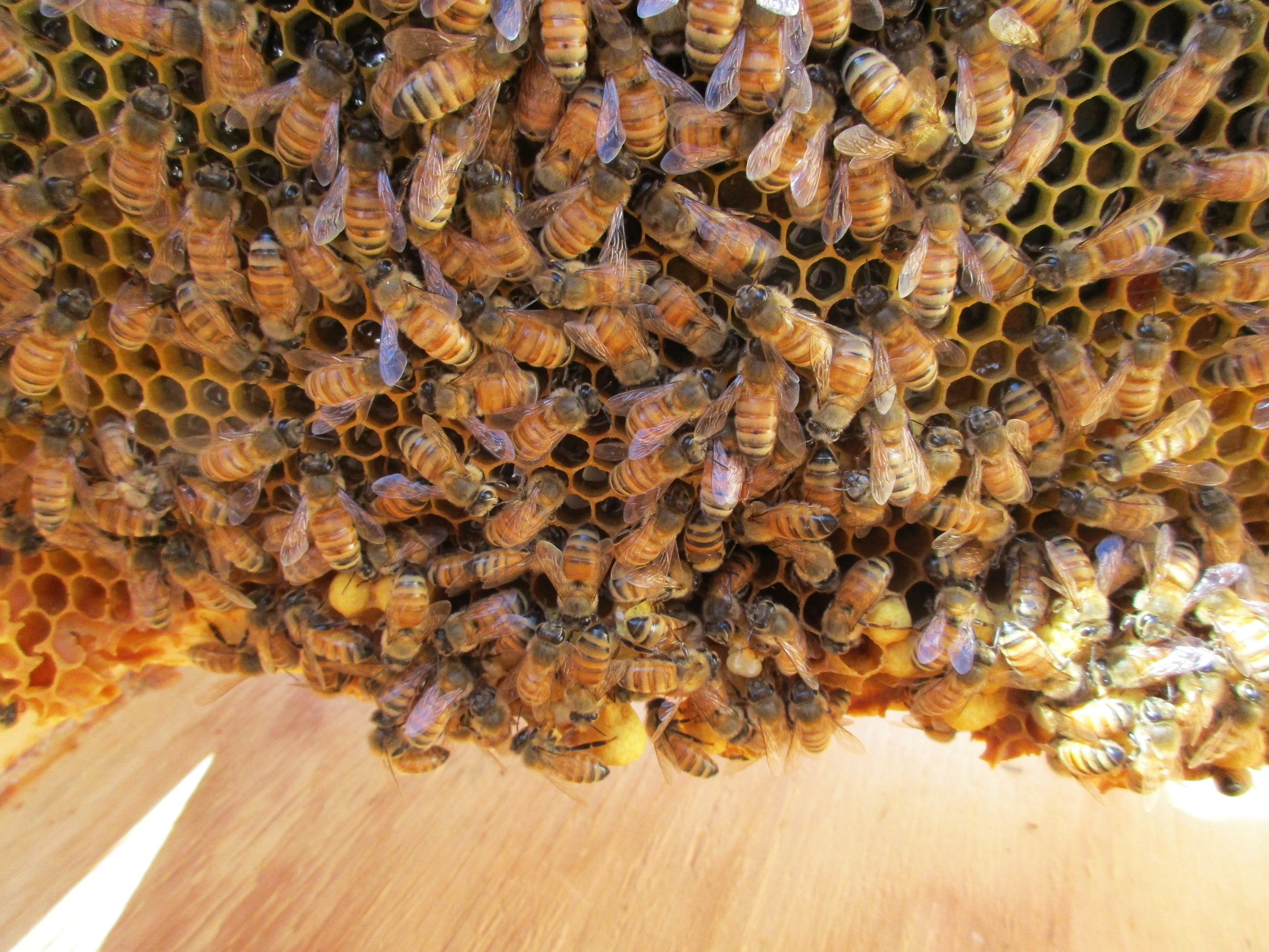 You can see lots of brood cells hanging down from this frame.