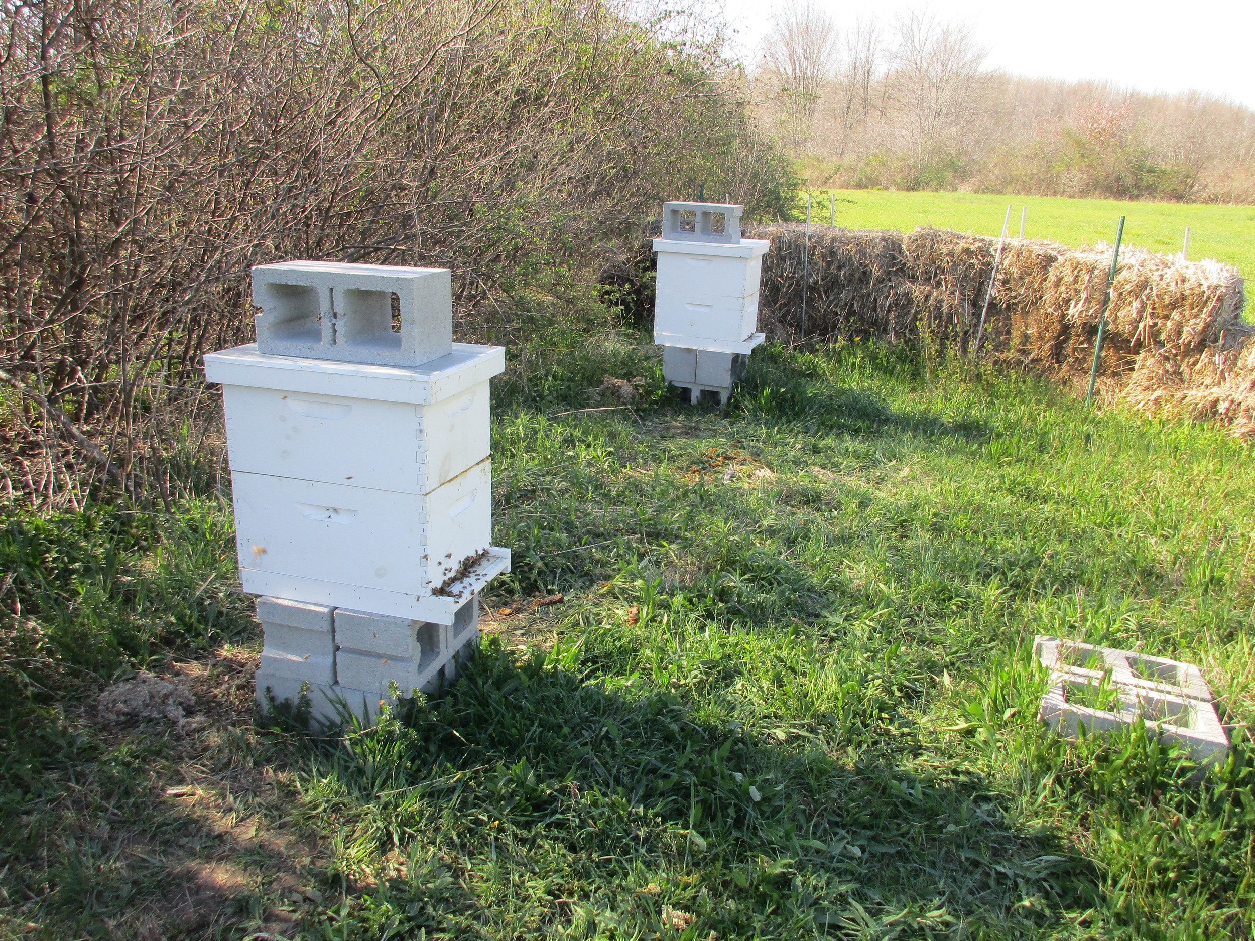 Both hives reversed, leveled, mouse guards removed, and I'm DONE!