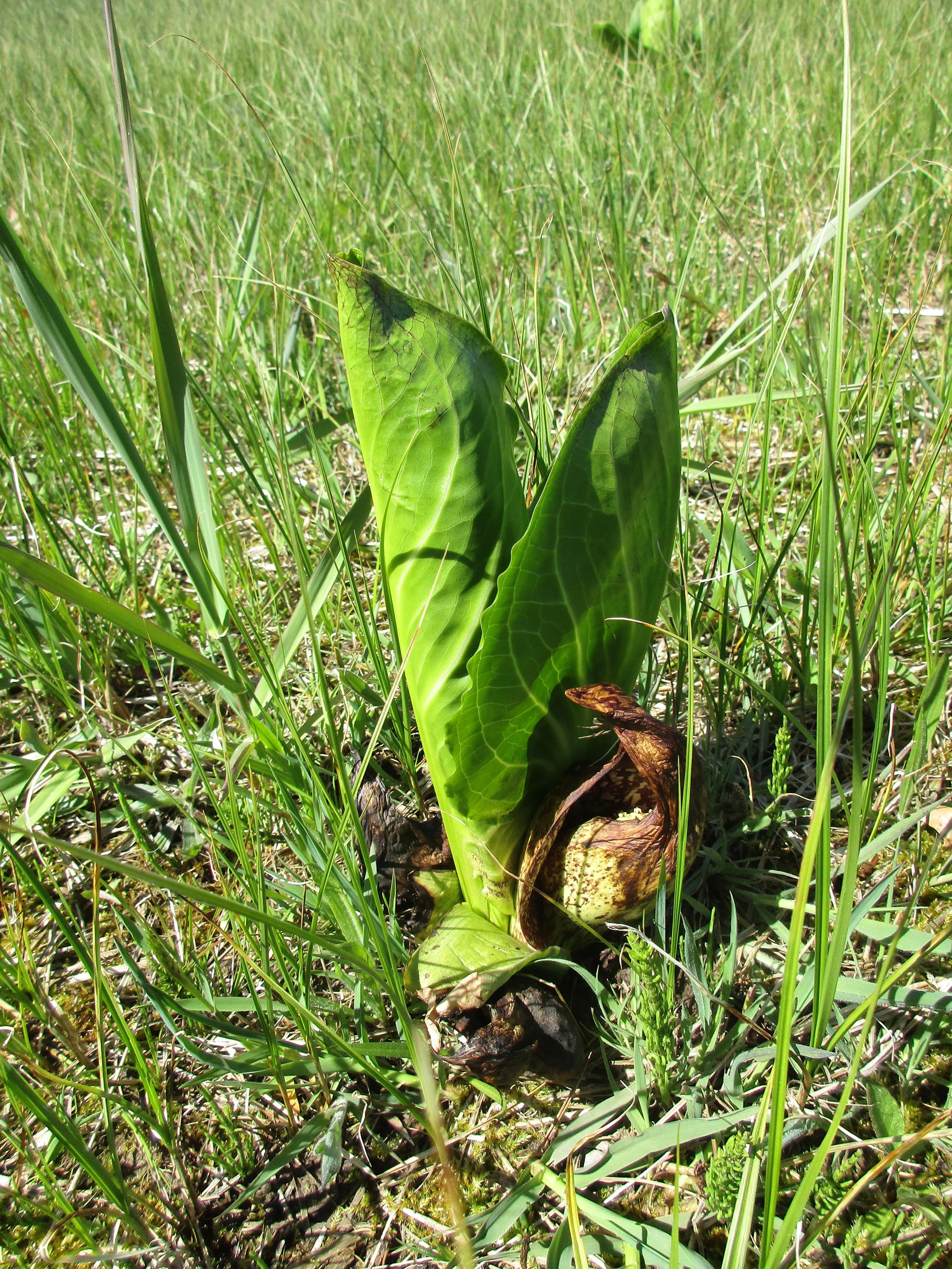 Skunk cabbage flowers are dying back and leaves are shooting up. No longer food for bees.