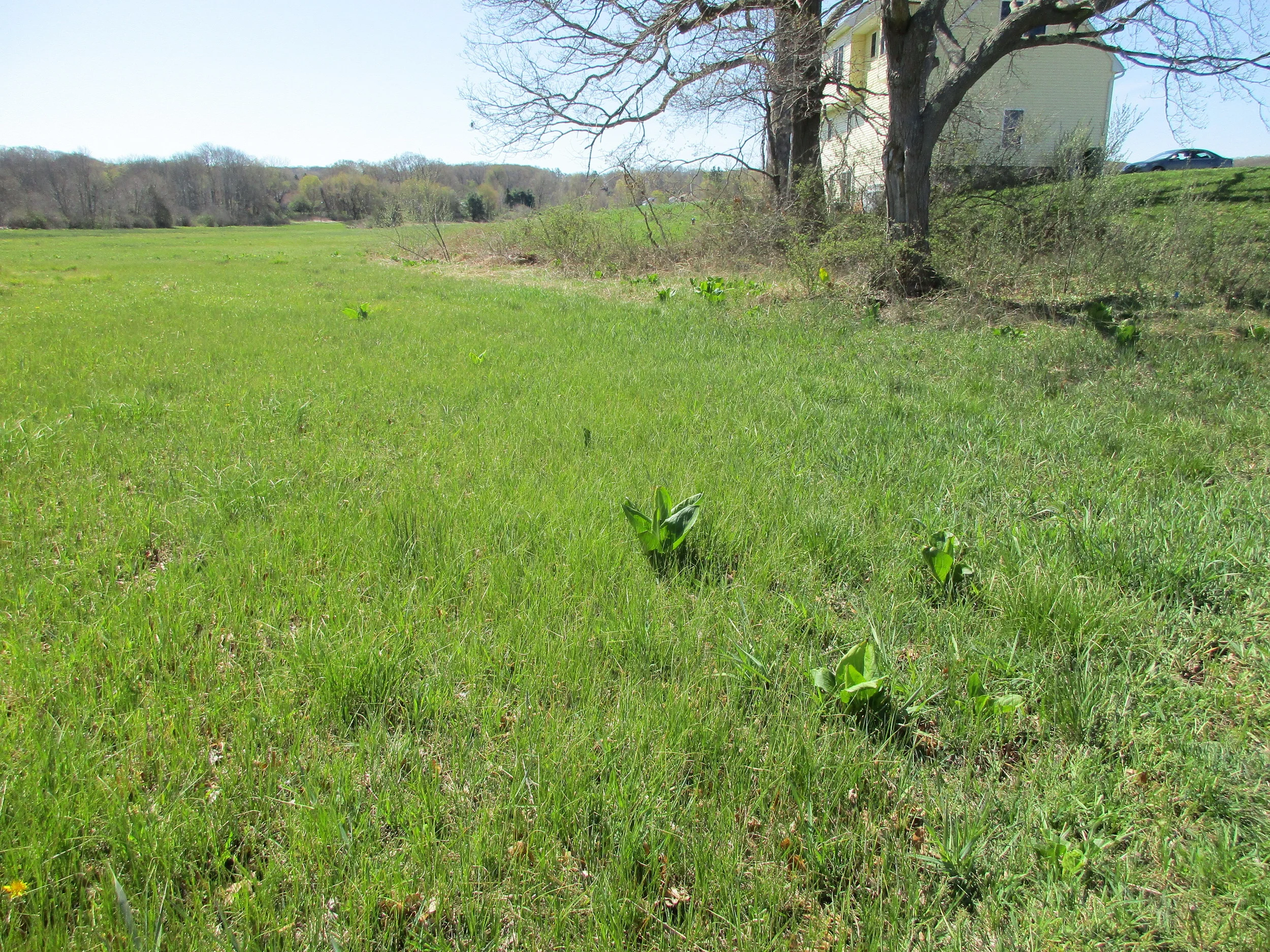 Lots of skunk cabbage popping up.