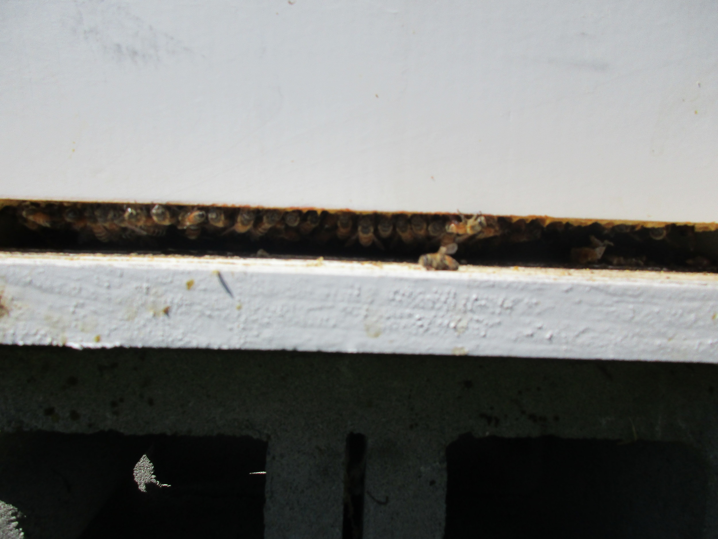 Bees hanging out at the hive entrance now that there is no mouse guard any more.
