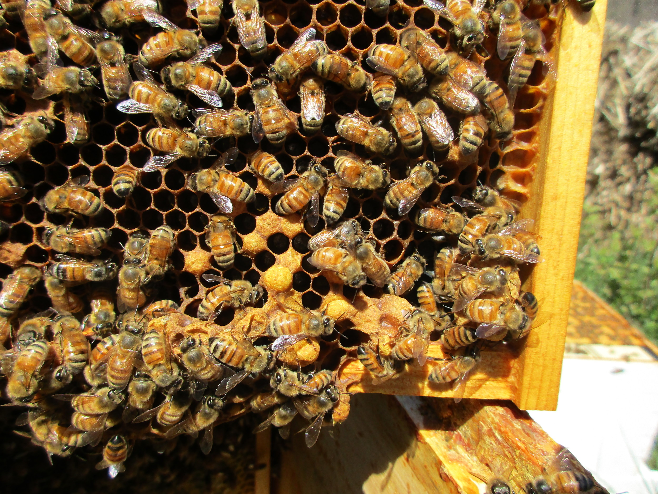 I tried to get the bees to move so I could take the picture, but they moved back. I noticed the bees like to fuss around the queen cells. Now I can't tell how many are in this picture. Two queen cells?