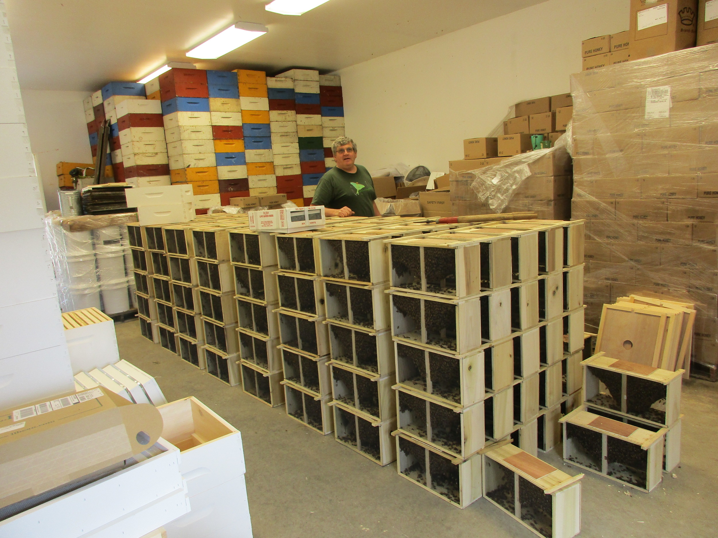 Adam Fuller, standing behind his stack of bee packages that are going out to customers that day. Each one of these boxes is a "package", complete with one queen and several worker bees, all you need to start a new bee colony in your hive(s) at home. Five boxes deep, 5 tall, and 8 stacks, plus 4 on the floor: he had 204 left at that point! Colorful boxes against the back wall are "honey supers". You add these to the top of your hive to encourage the bees to store their honey there, so you can then extract the honey to sell. On Adam's right, mostly wrapped up in plastic are crates of A&Z Apiary honey. I see A&Z honey in stores all over CT.