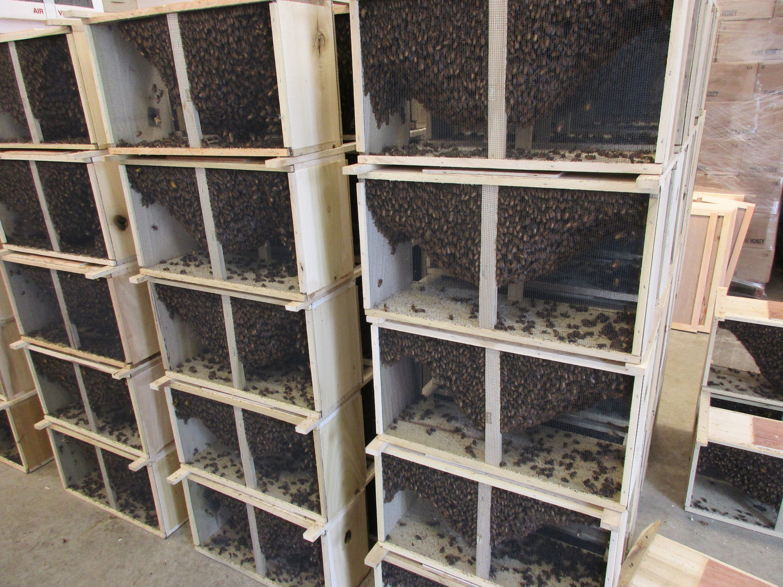 Stacks and stacks of bee packages....