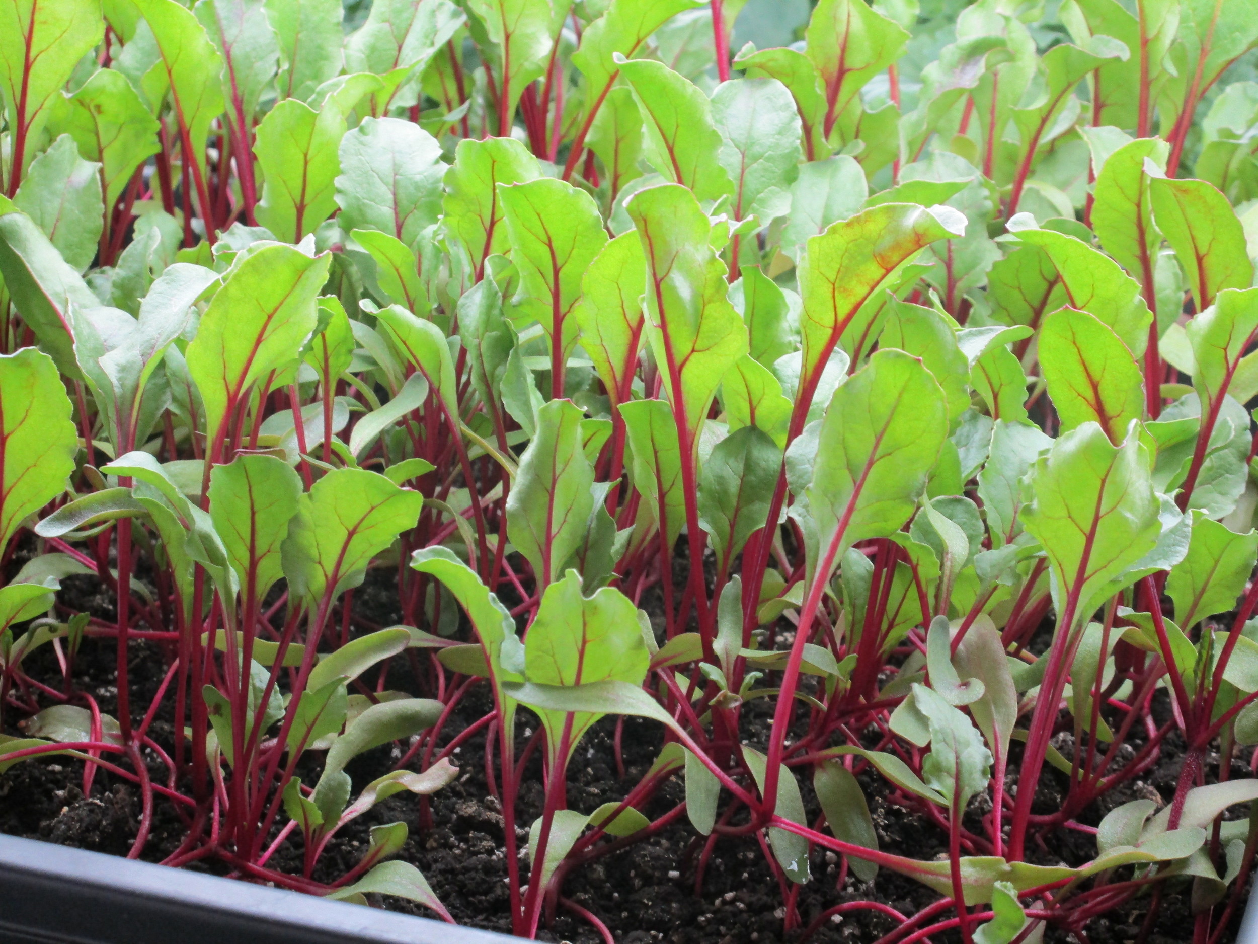 Beets
