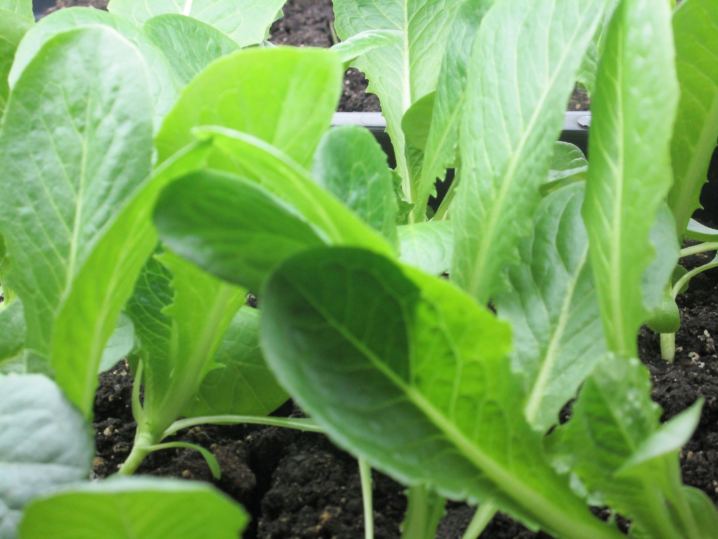 Romaine lettuce
