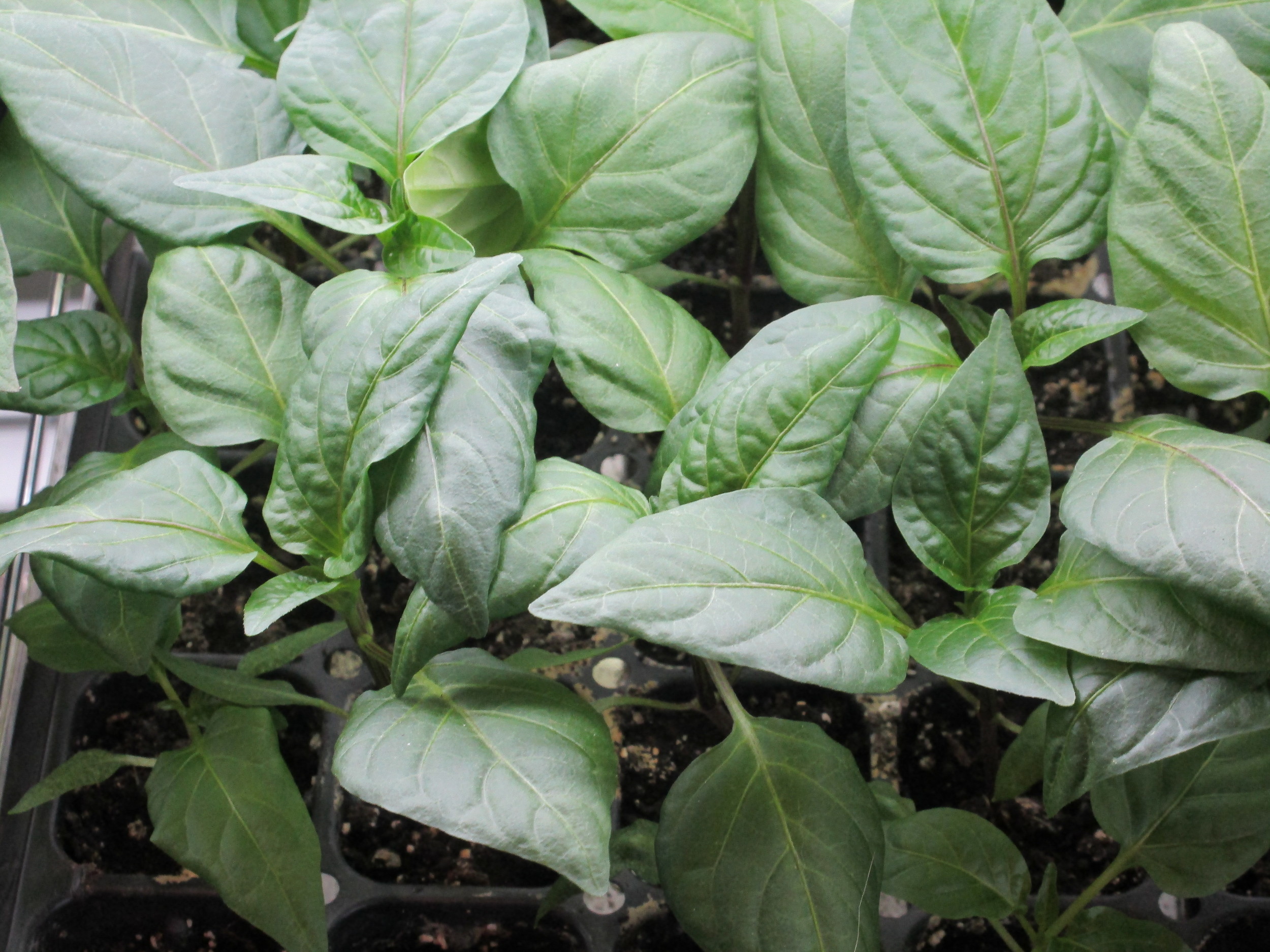 Peppers