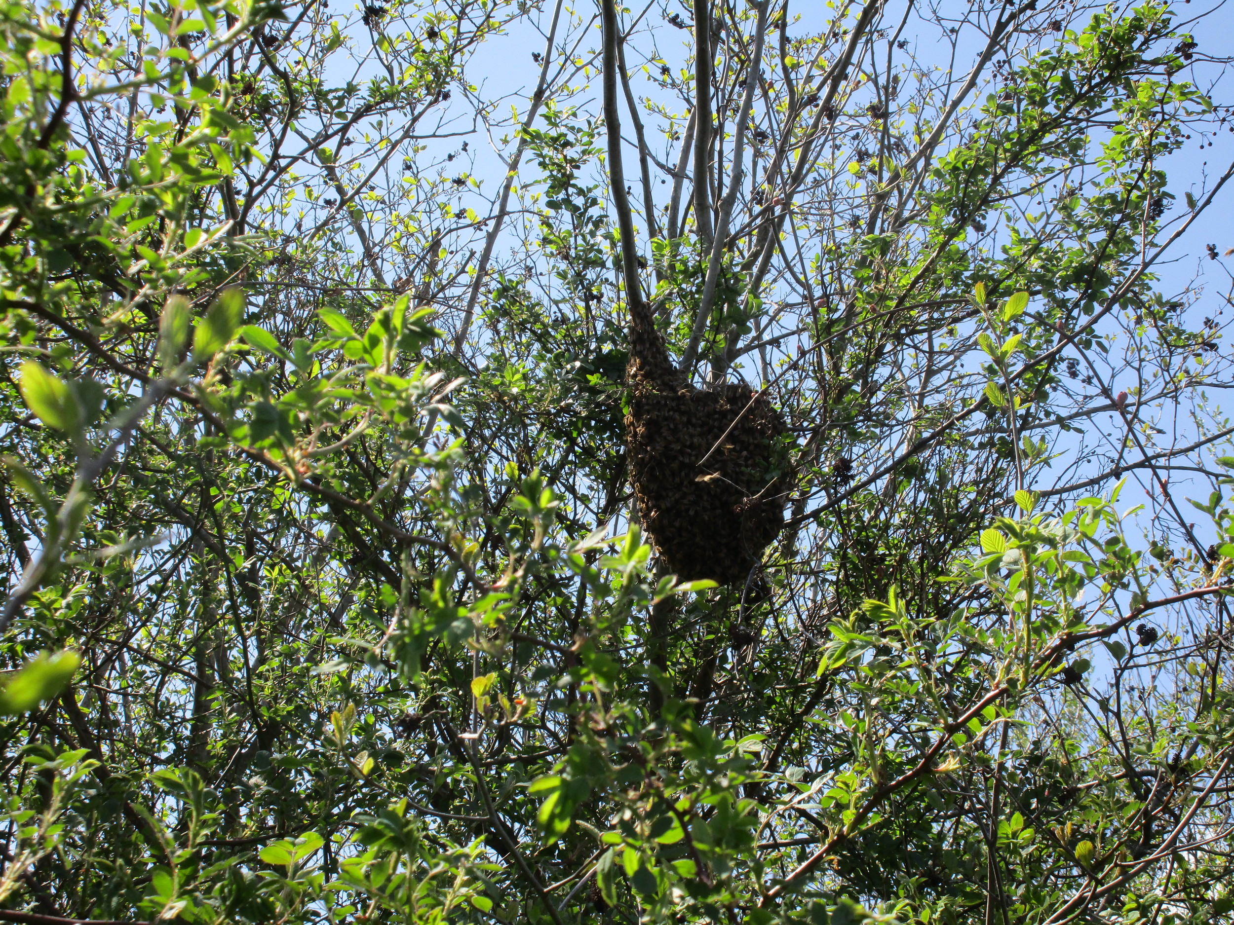Monday May 9th. The dark shape attached to the branch is a mass of bees, or a swarm.