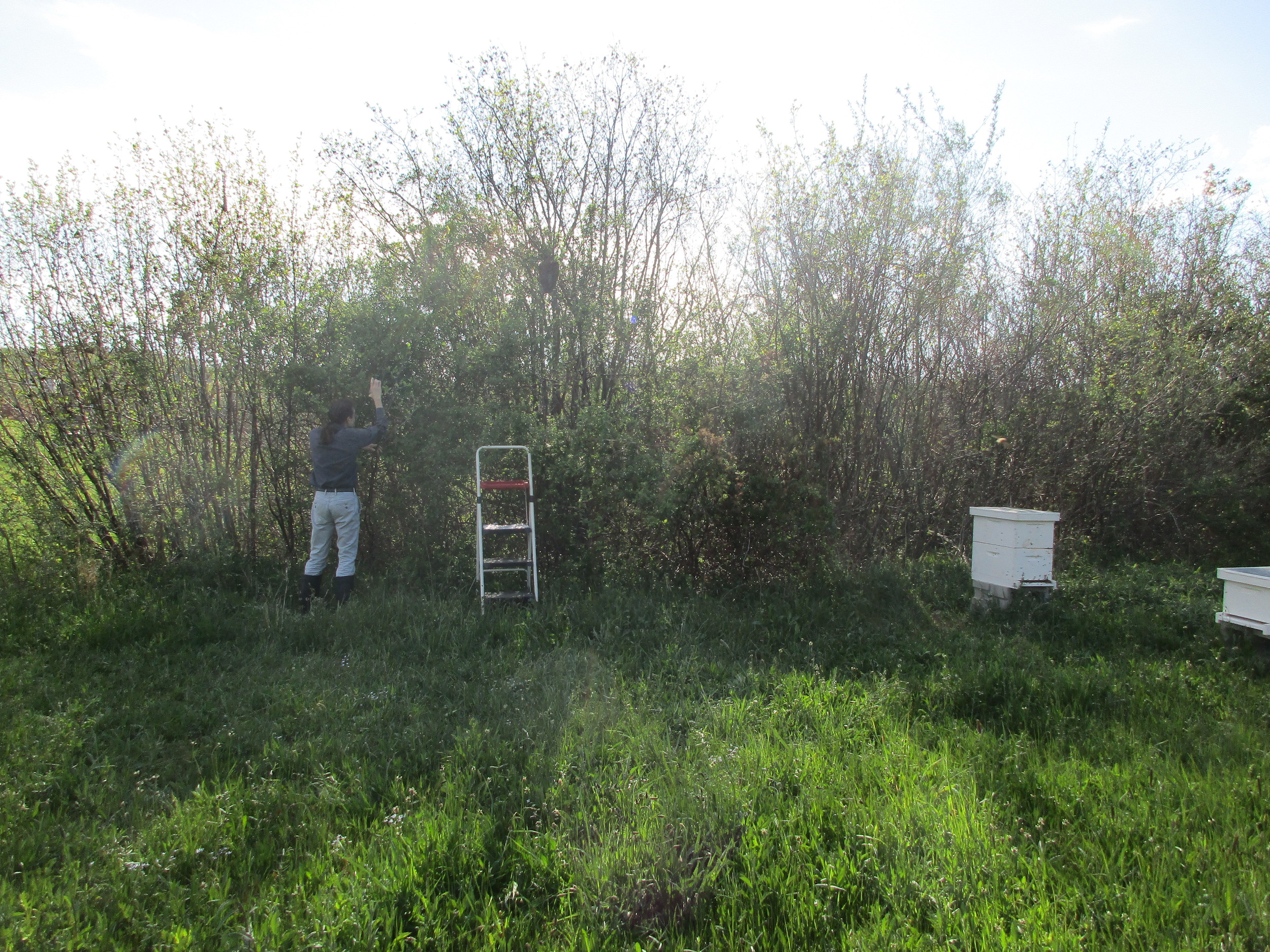 You can see the swarm, about 10 or more feet off the ground, with Norman trying to get a good picture. Ladder clearly too short.