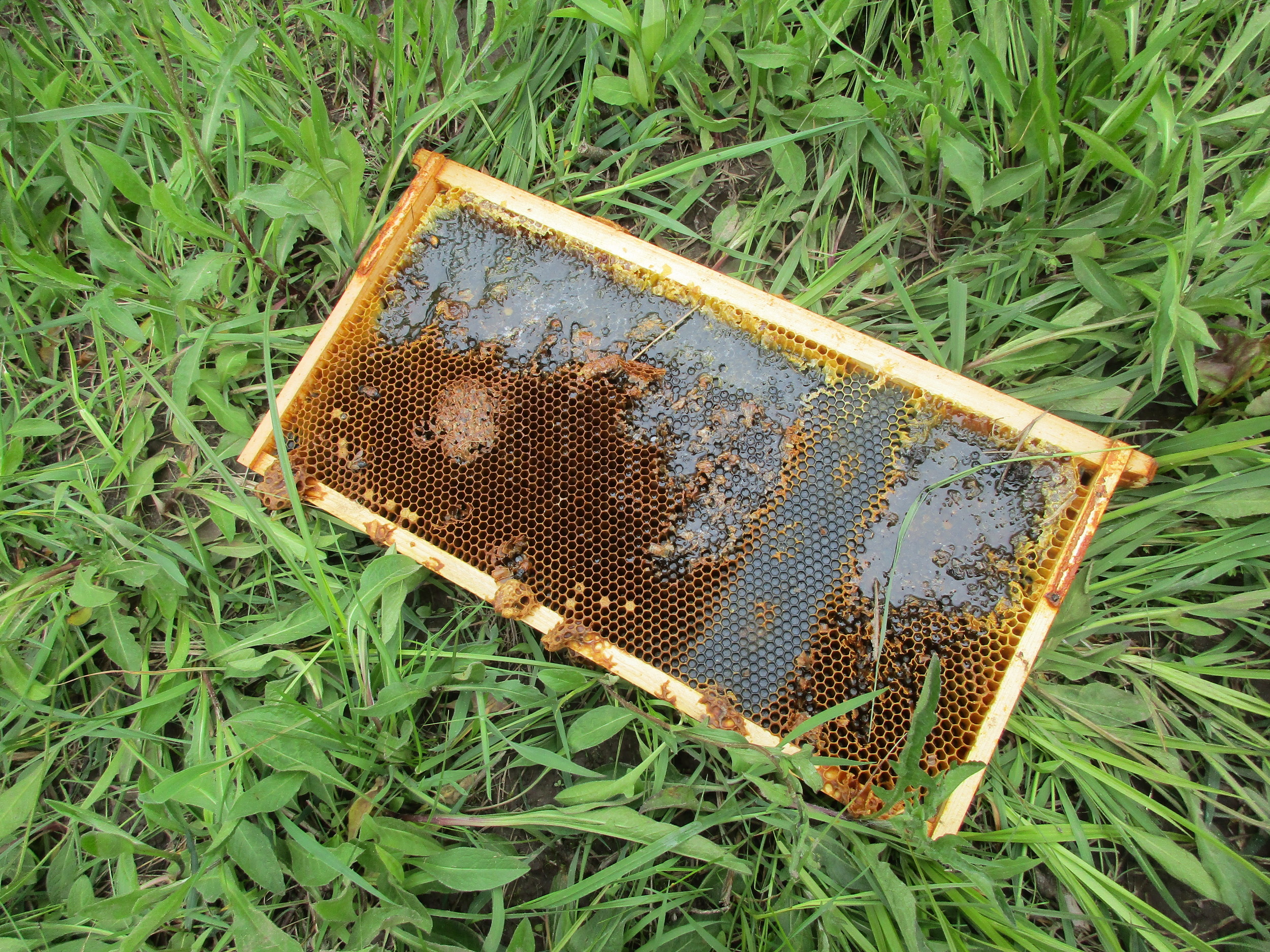 This one was about 15 feet away. What a mess!