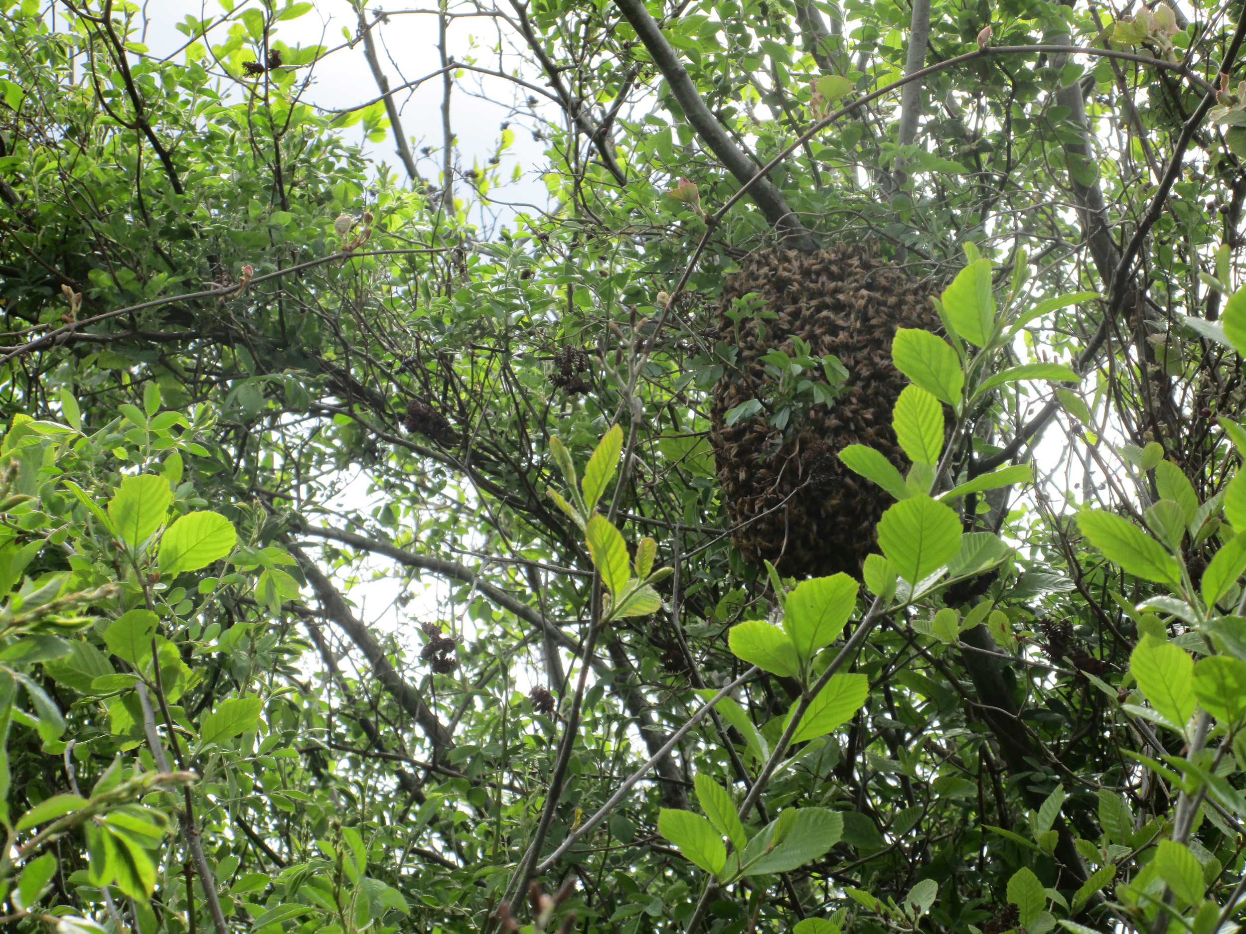 Tuesday May 17th. No, this is not last week's picture of a swarm, this is another one!